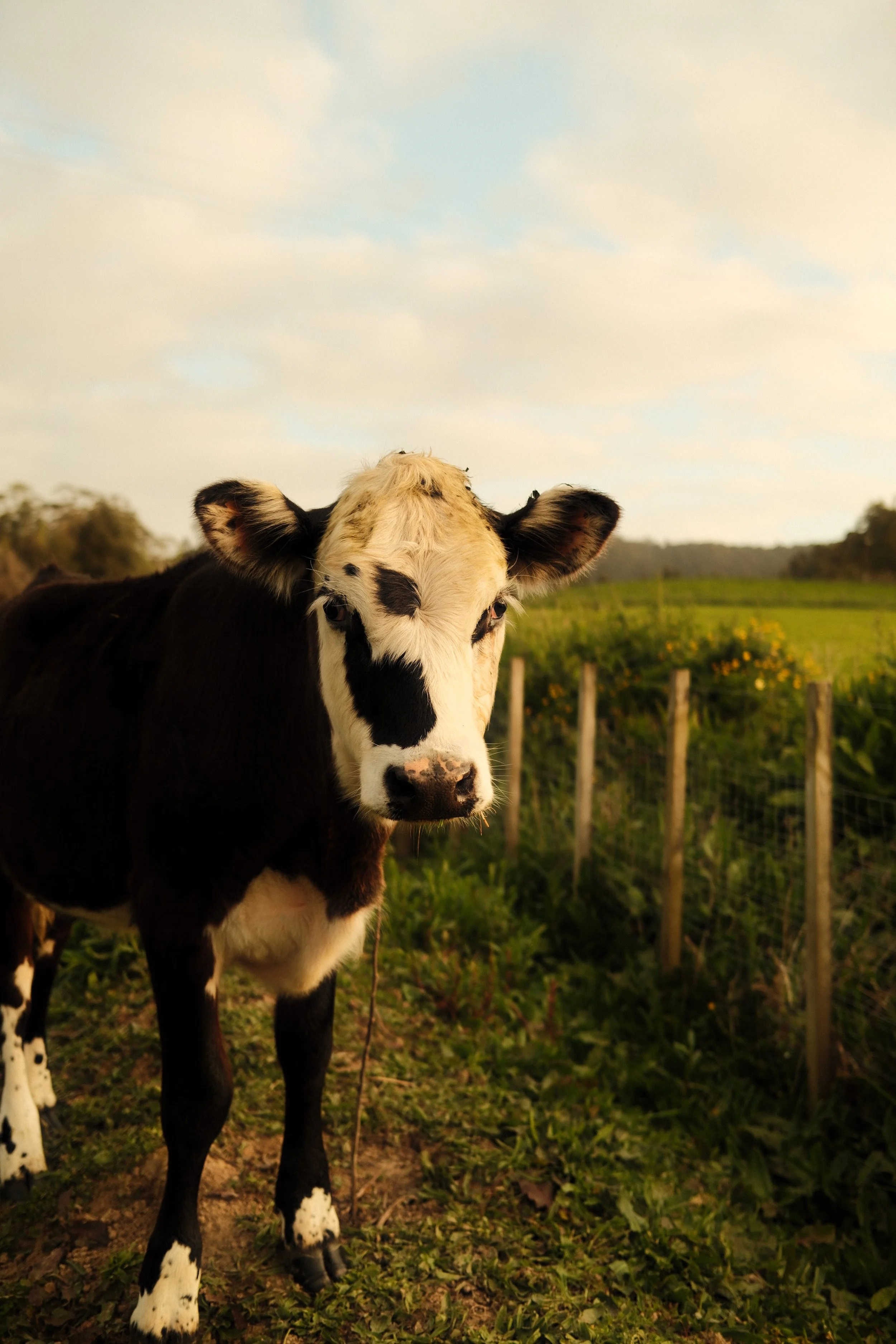 Richard Pervan 8.JPG