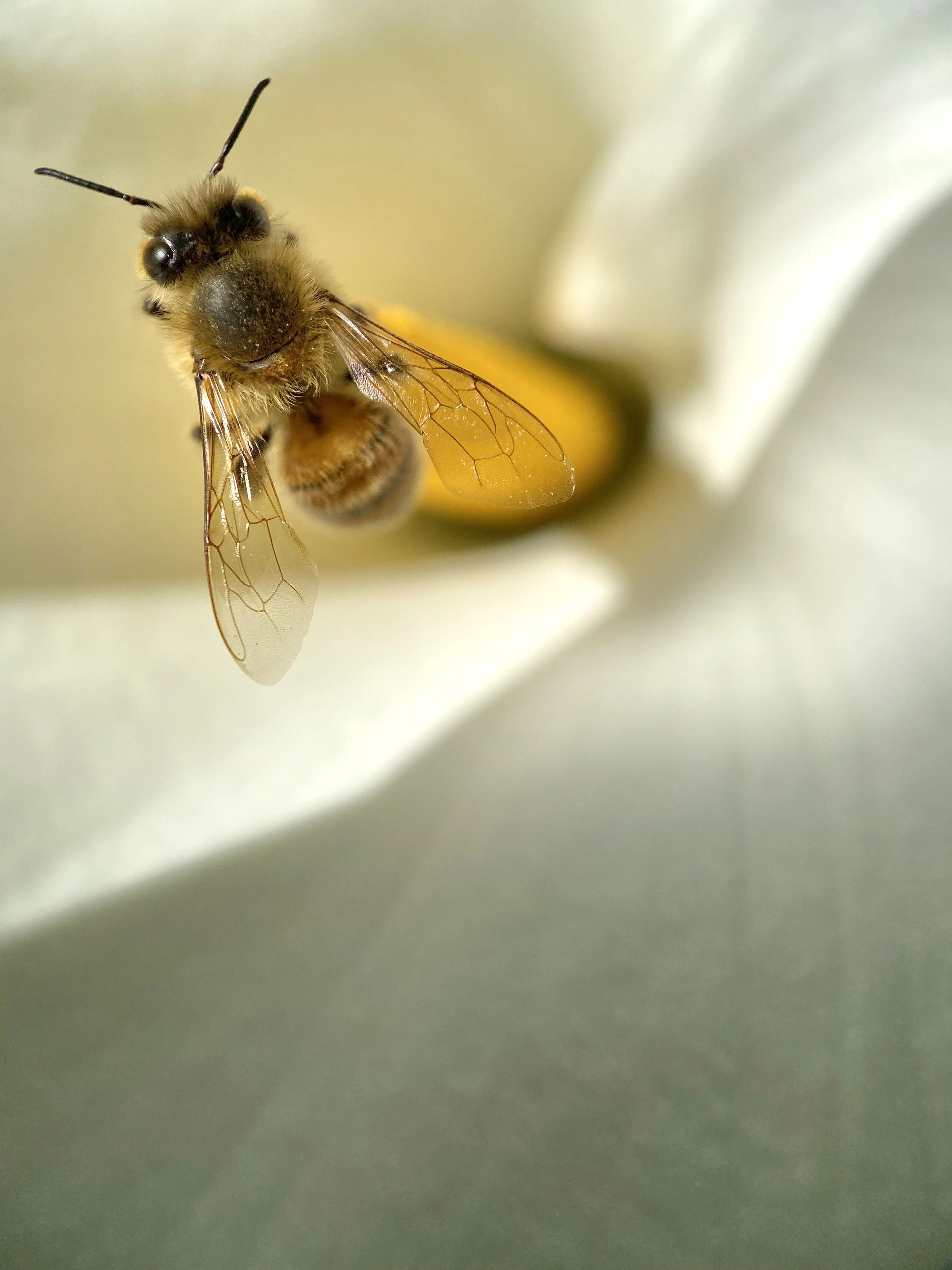 Bruce Lawerance 1.jpeg