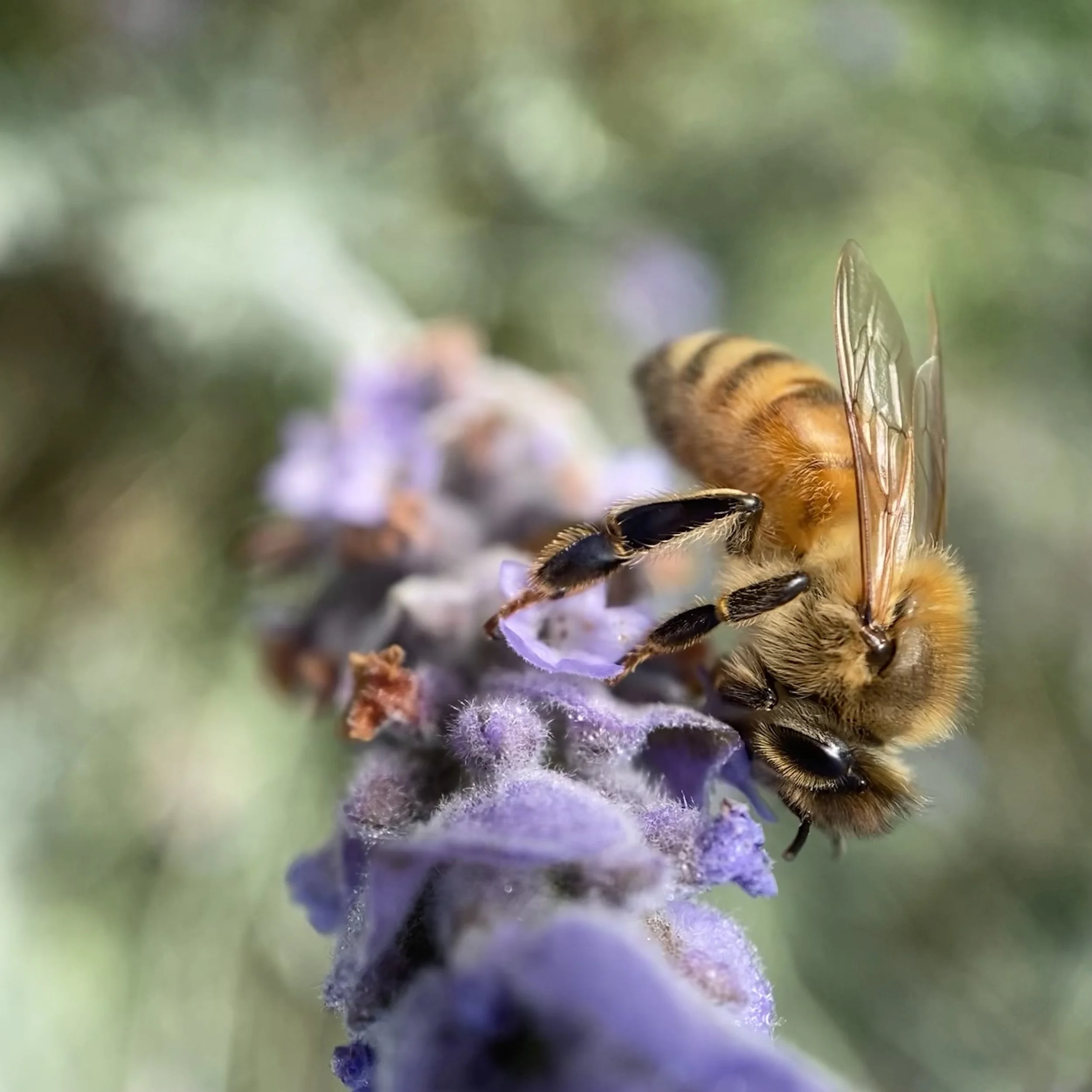 Bruce Lawerance.jpeg