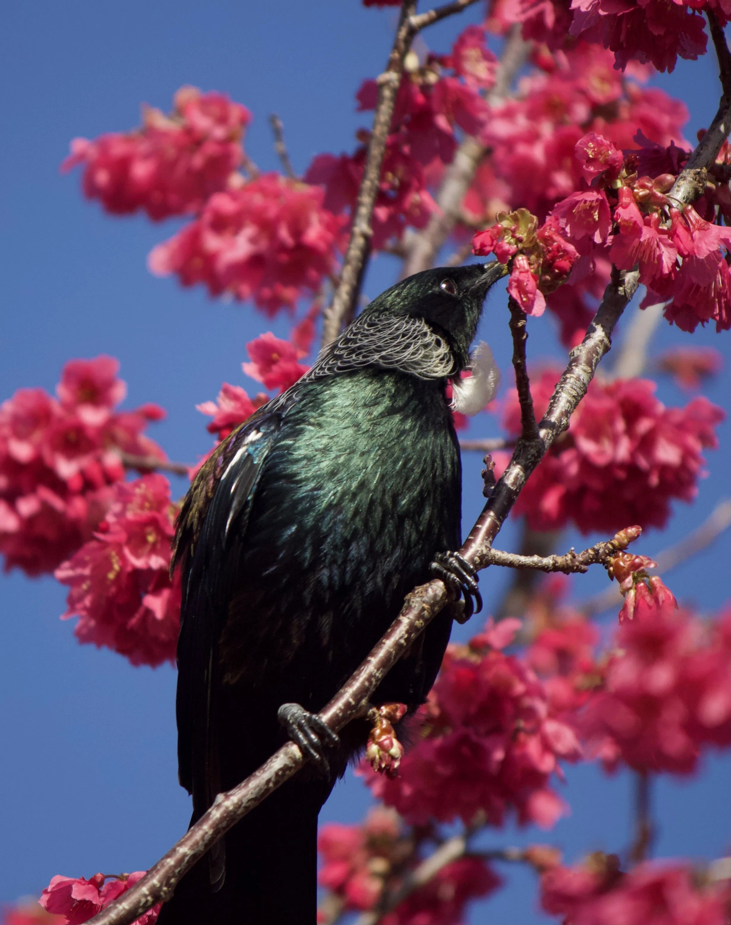 Bruce Lawerance 6.jpeg