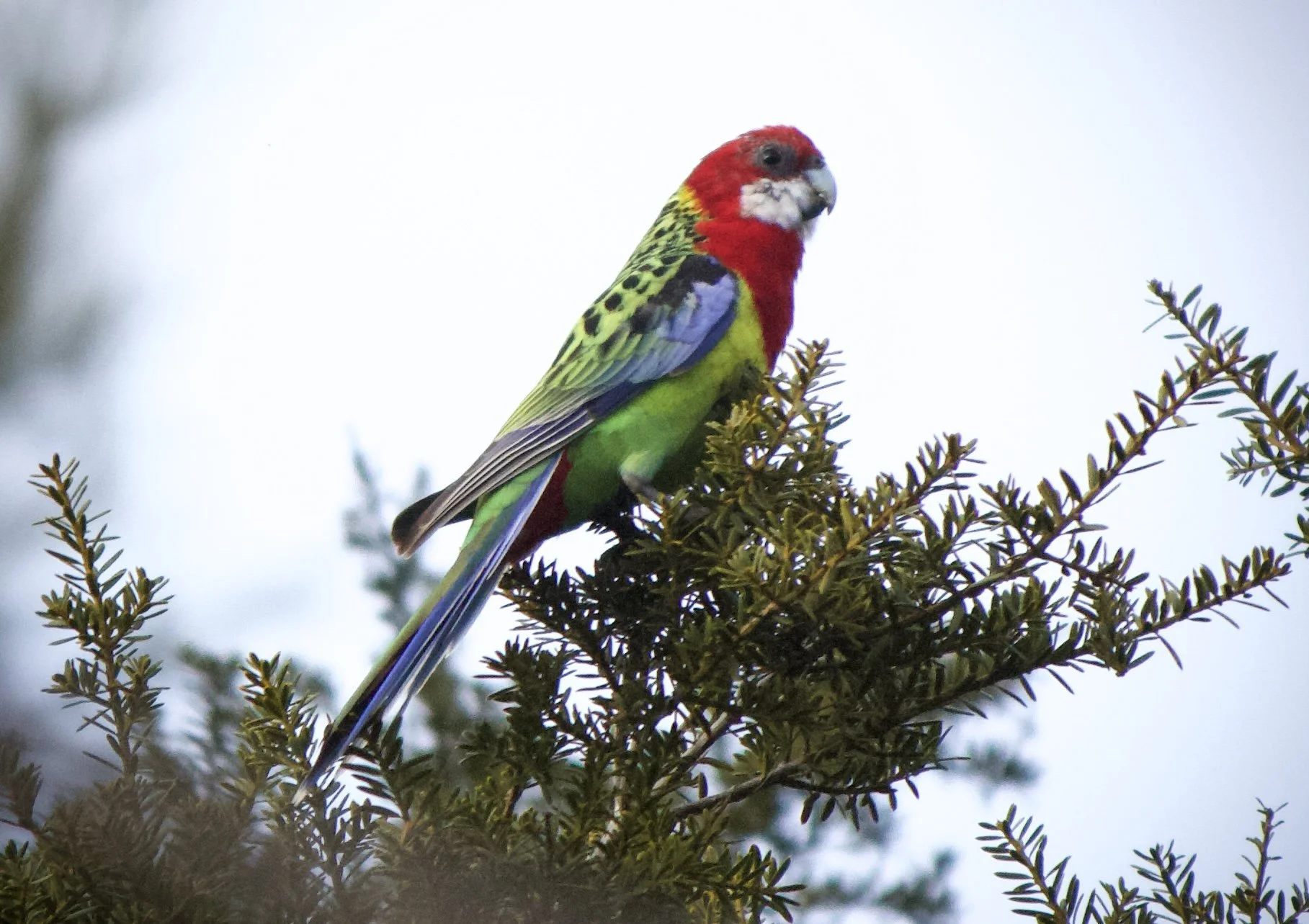 Bruce Lawerance 7.jpeg