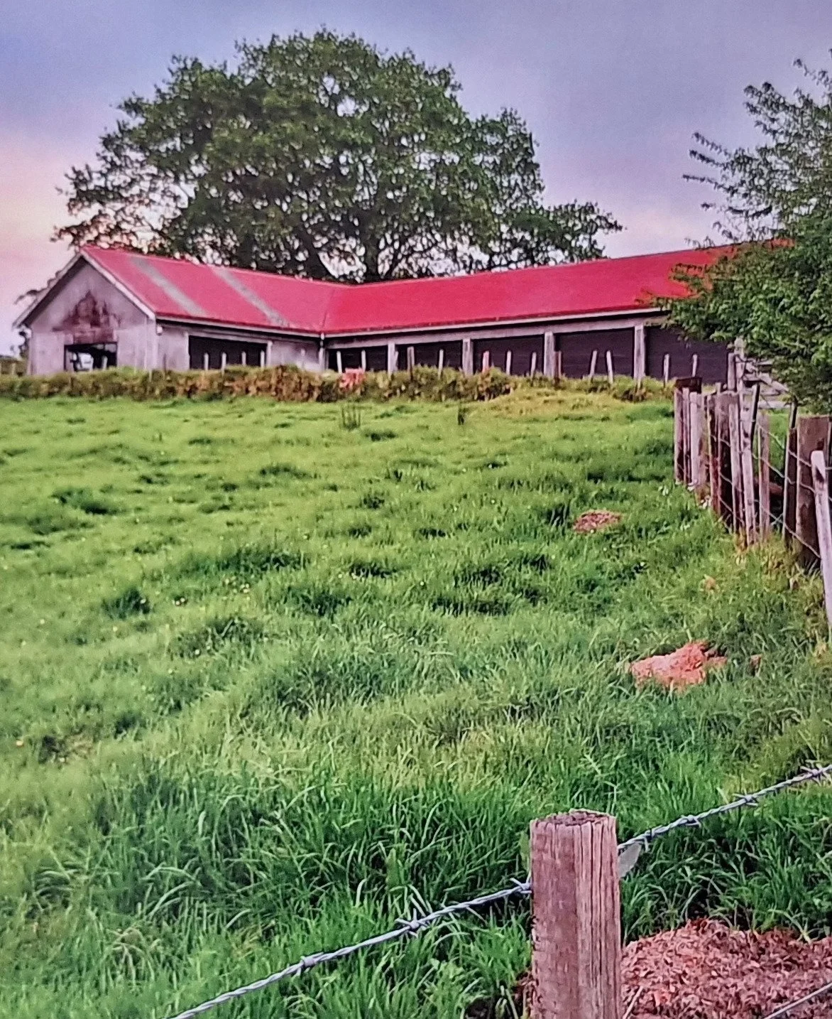 Shirley Jenkins 3.jpg