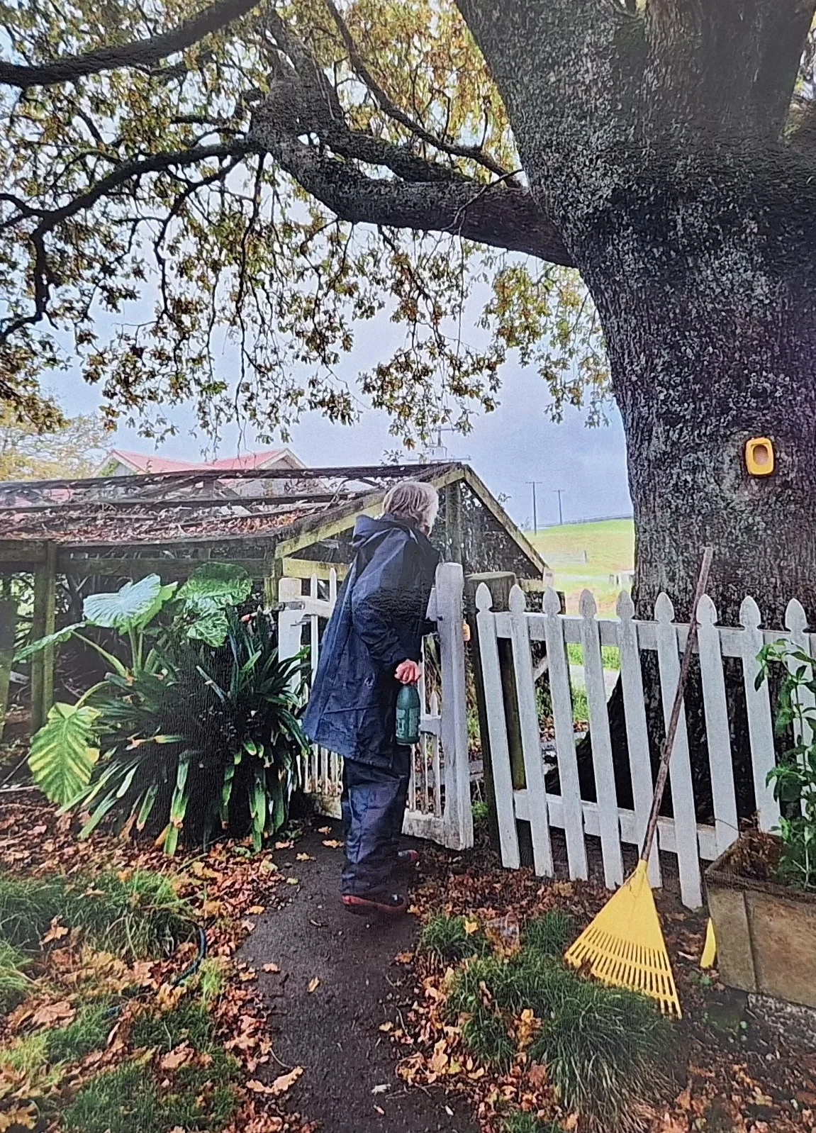 Shirley Jenkins 5.jpg