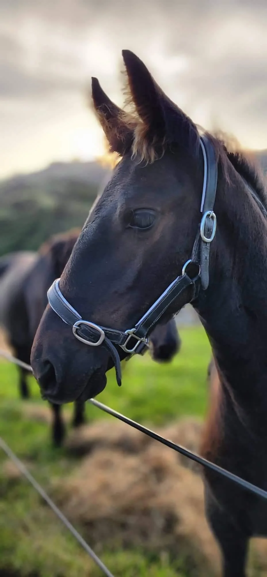 Michelle Amery 2.JPG