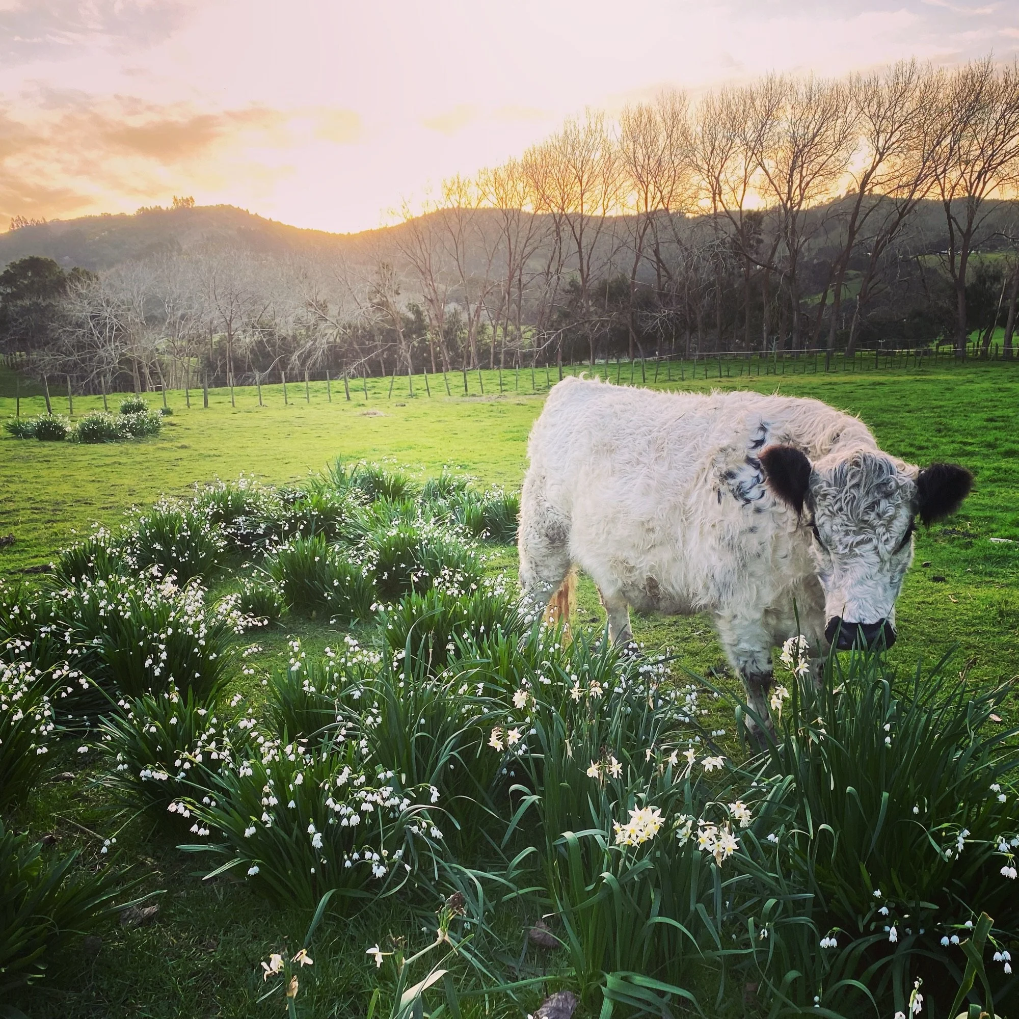 Bruce Lawerance 10.jpeg