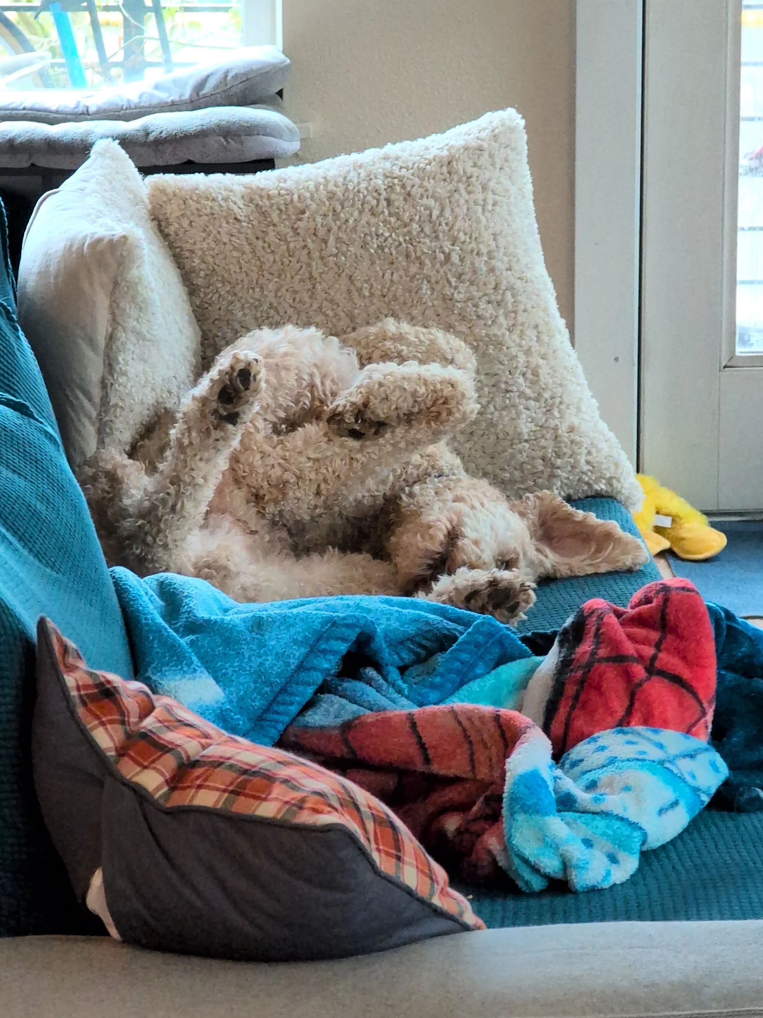 A small, curly-haired dog lying on its back on a couch with colorful blankets and a pillow, next to a glass door with a view outside.