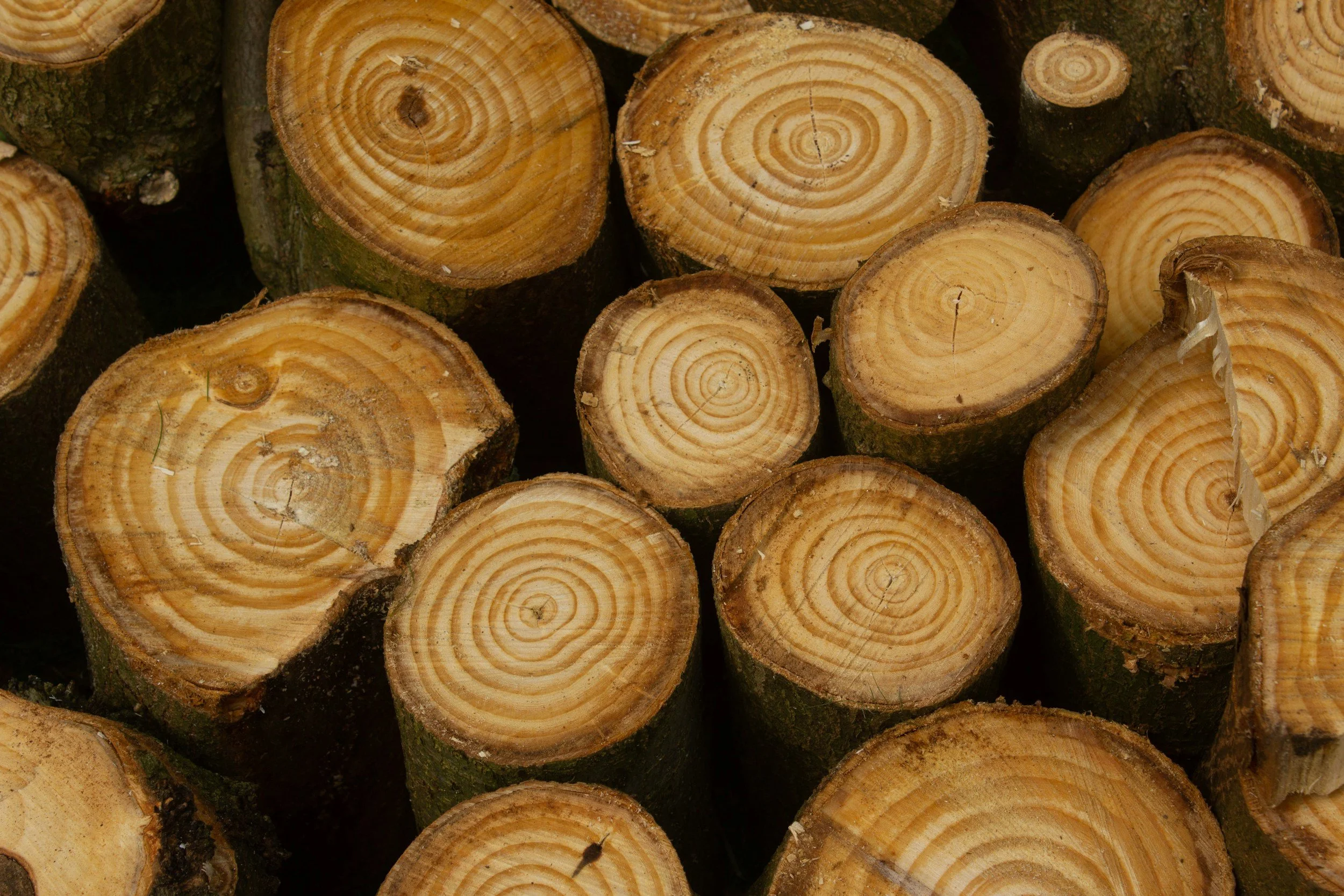 Close-up of stacked cut logs showing tree rings and bark.