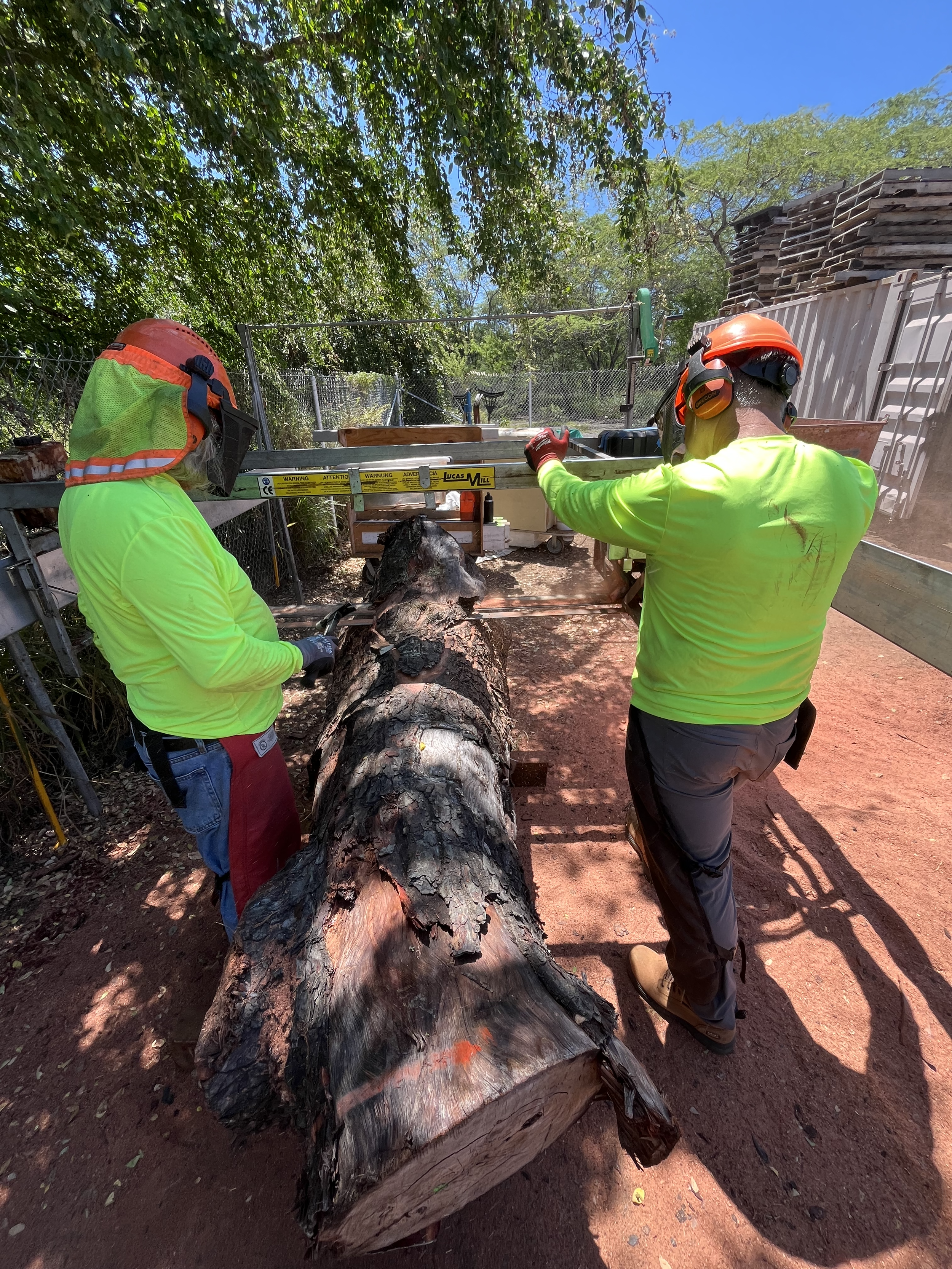 Two men operating a tree mill to cut slabs from a tree.
