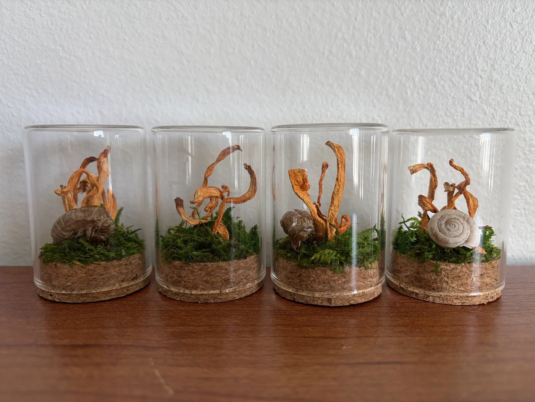 Cordyceps Fungus Jar