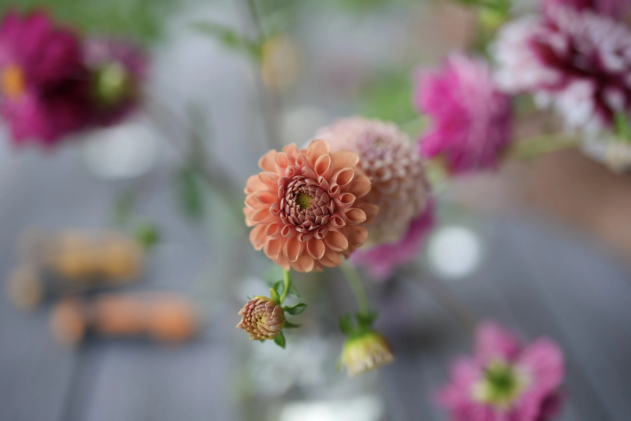 Close-up of a peach-colored dahlia flower with a blurred background of pink and purple flowers.