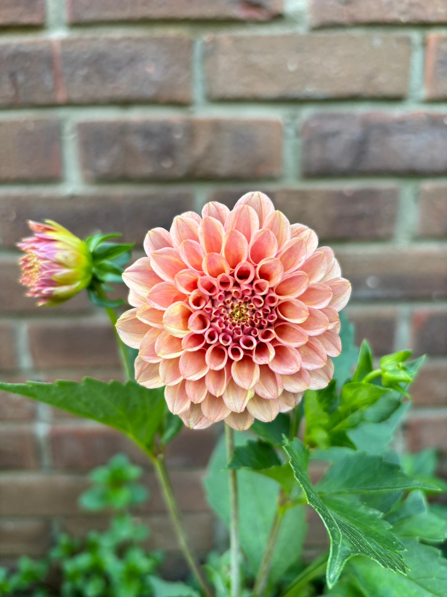 Untitled design - 1.png (Copy)