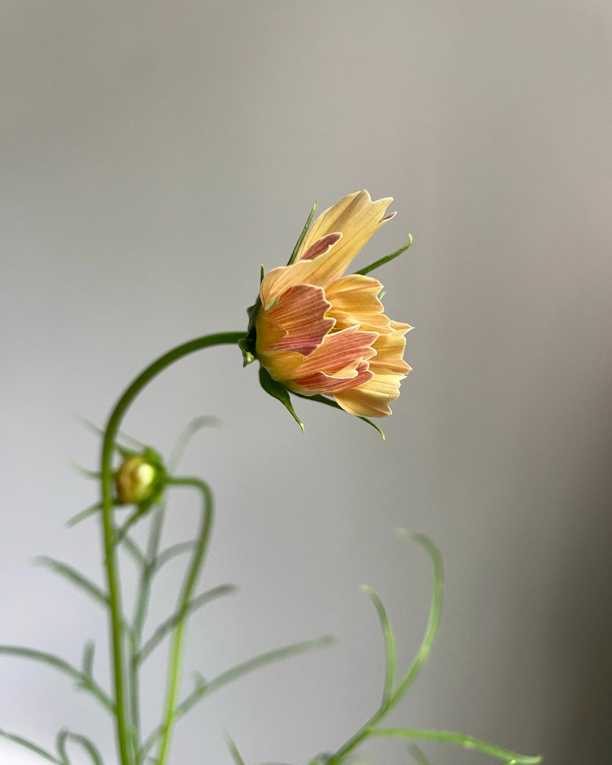 A close-up of a partially opened orange and pink flower with green stems against a plain background.