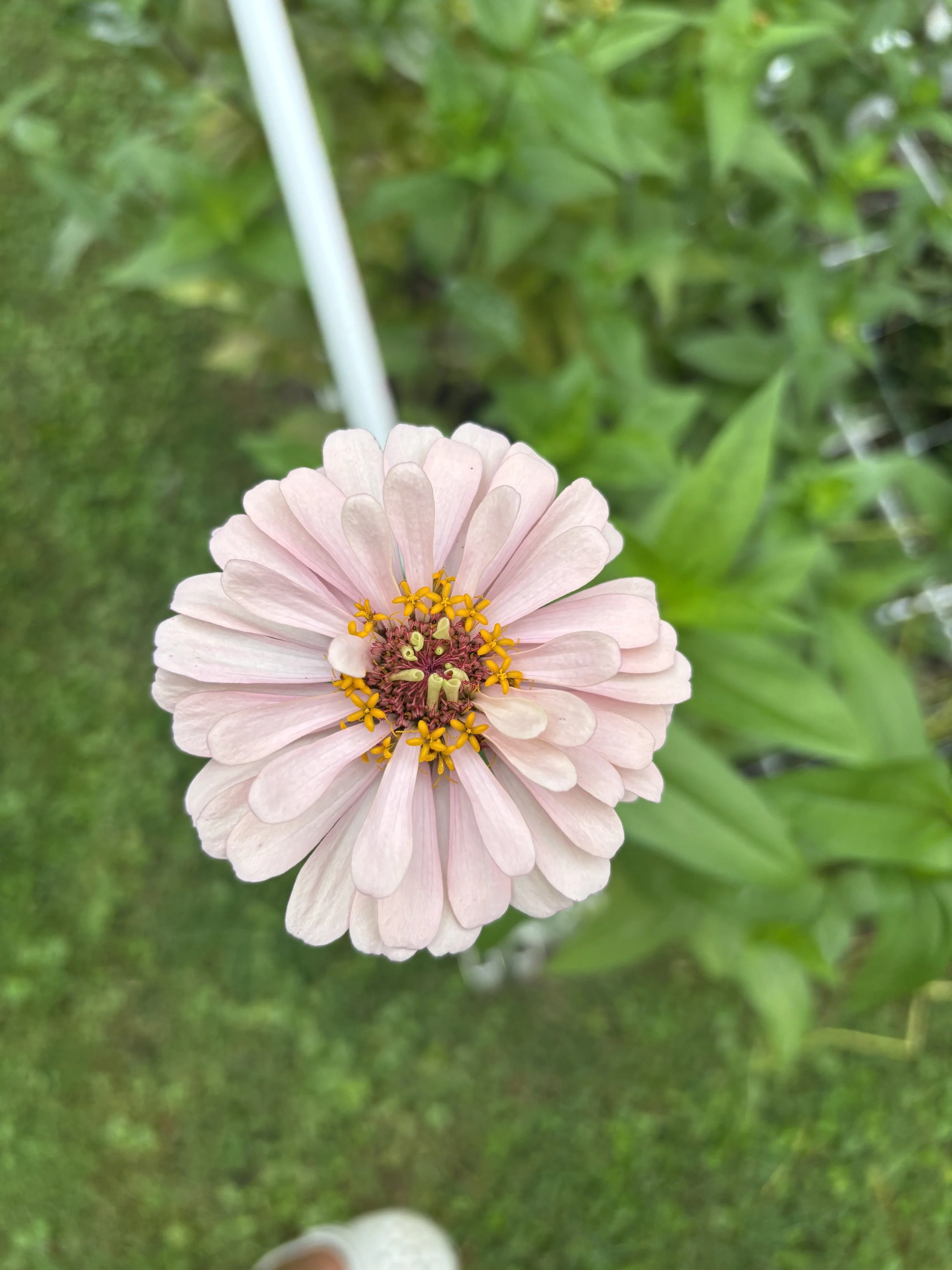 Close-up of a light pink zinnia flower with yellow and purple center, surrounded by green foliage.