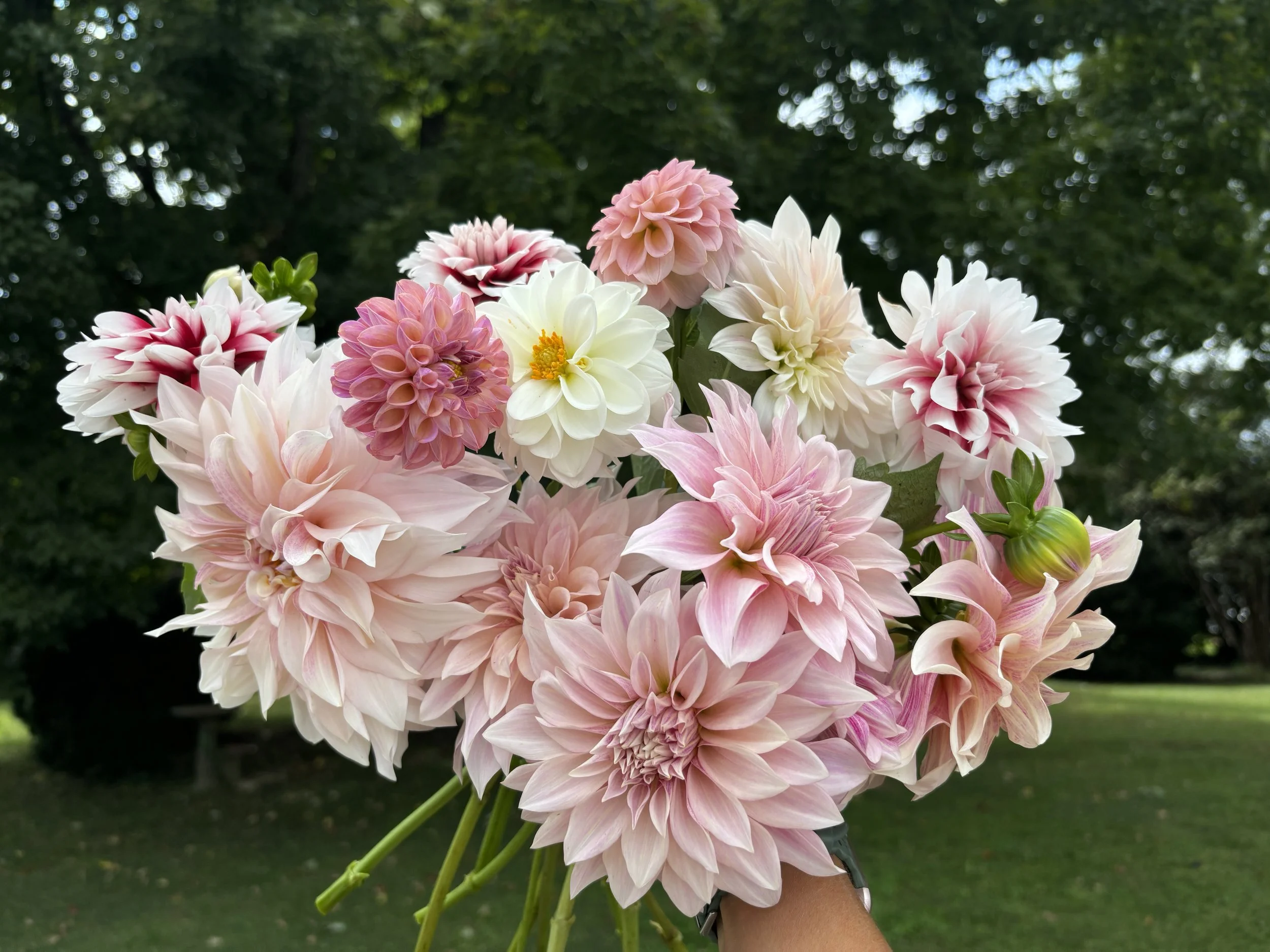 A person holding a bouquet of pink, white, and purple dahlias and chrysanthemums outdoors with green trees in the background.