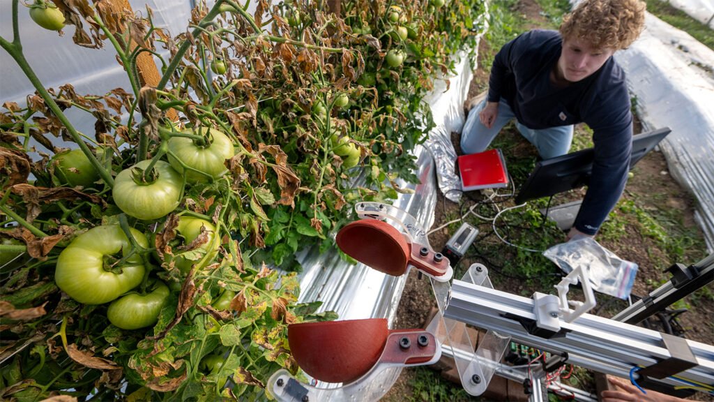 North Carolina State develops robots for vegetable field labor