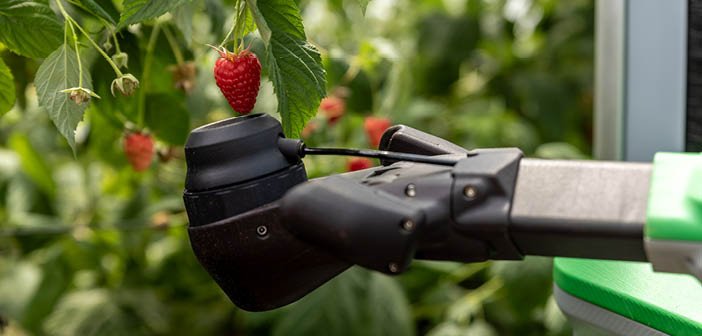 Fieldwork Robotics Raises £3M to Scale Autonomous Harvesting Technology