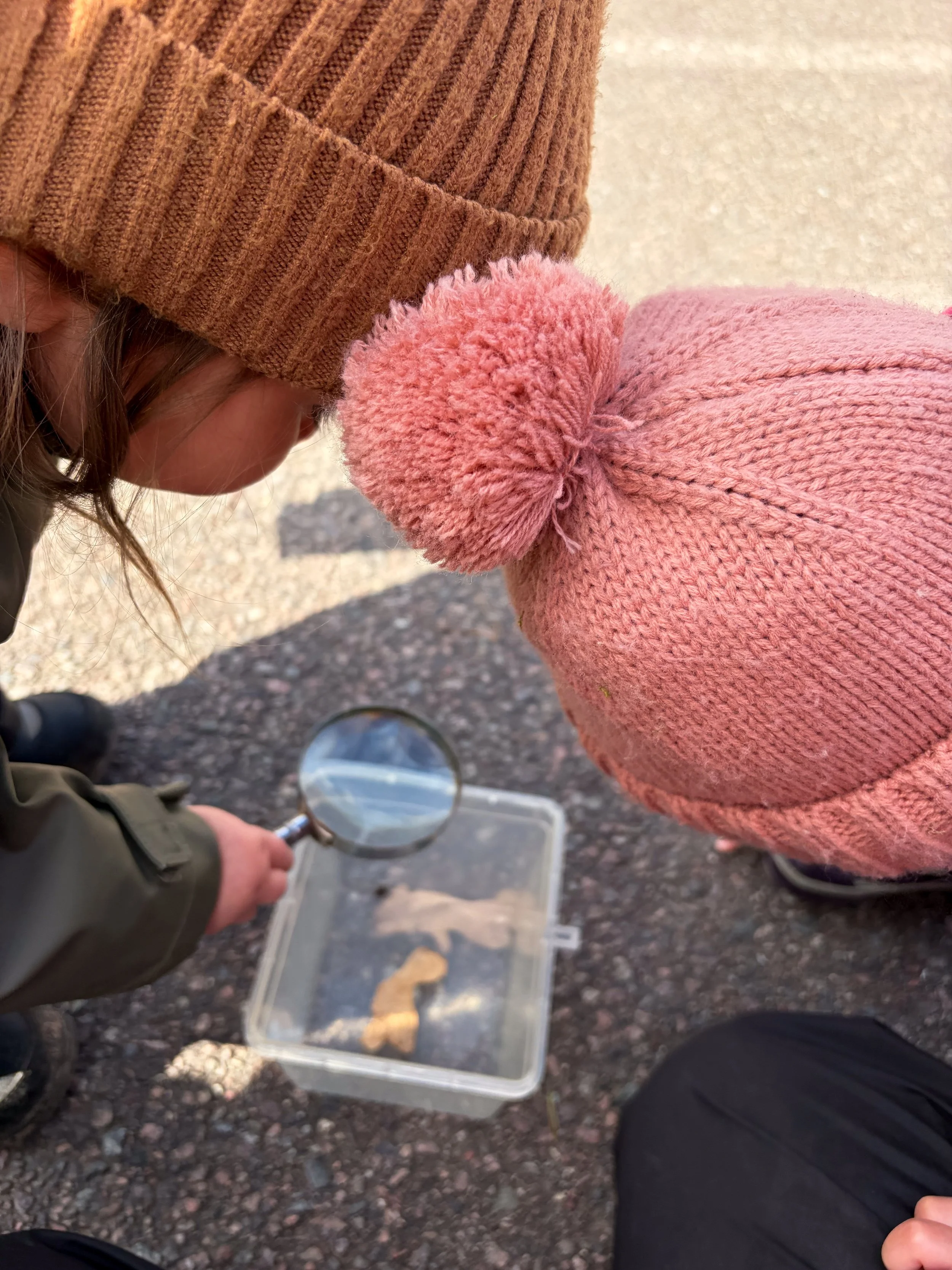 Två personer, en med en rosa socka med tofs och en med en brunt stickad mössa med ränder, tittar på en liten plastlåda med insekter medan en person håller i en förstoringsglas.