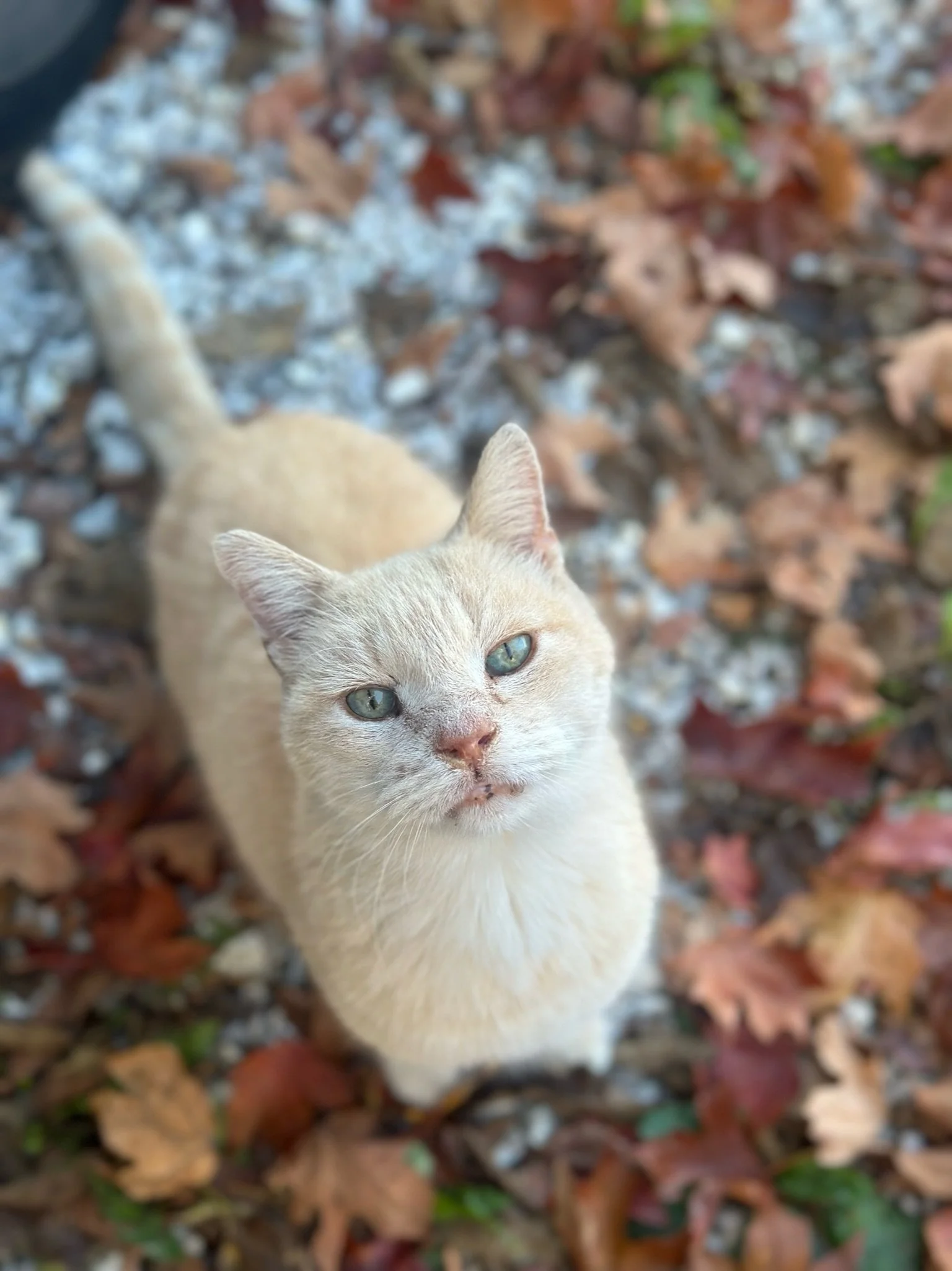 The Farmstand Cat 