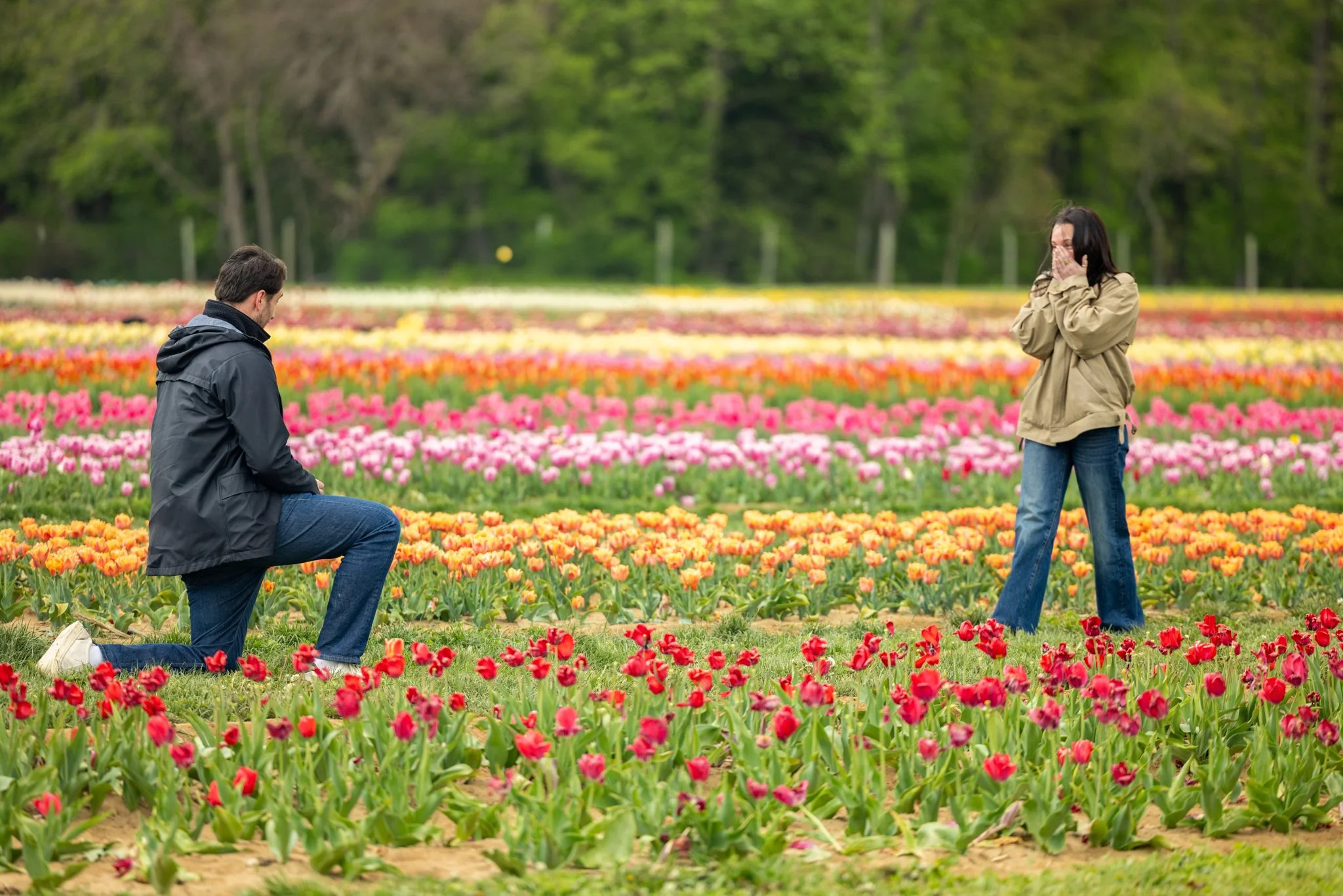 Man proposing on one knee in colorful tulip fields at Holland Ridge Farms in Cream Ridge, New Jersey