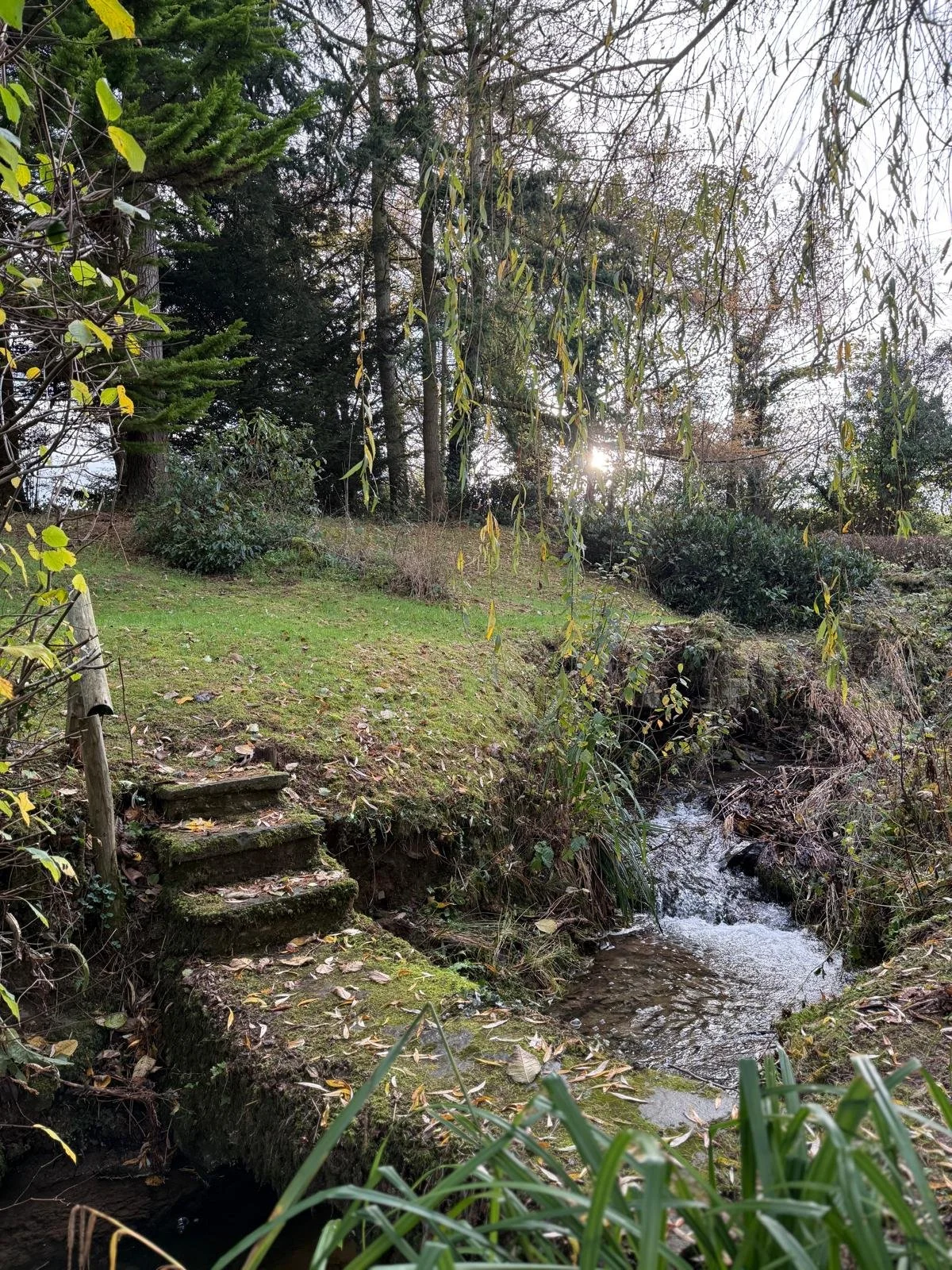 A small creek flowing through a natural landscape with mossy stone steps leading to a grassy area, surrounded by trees and bushes.