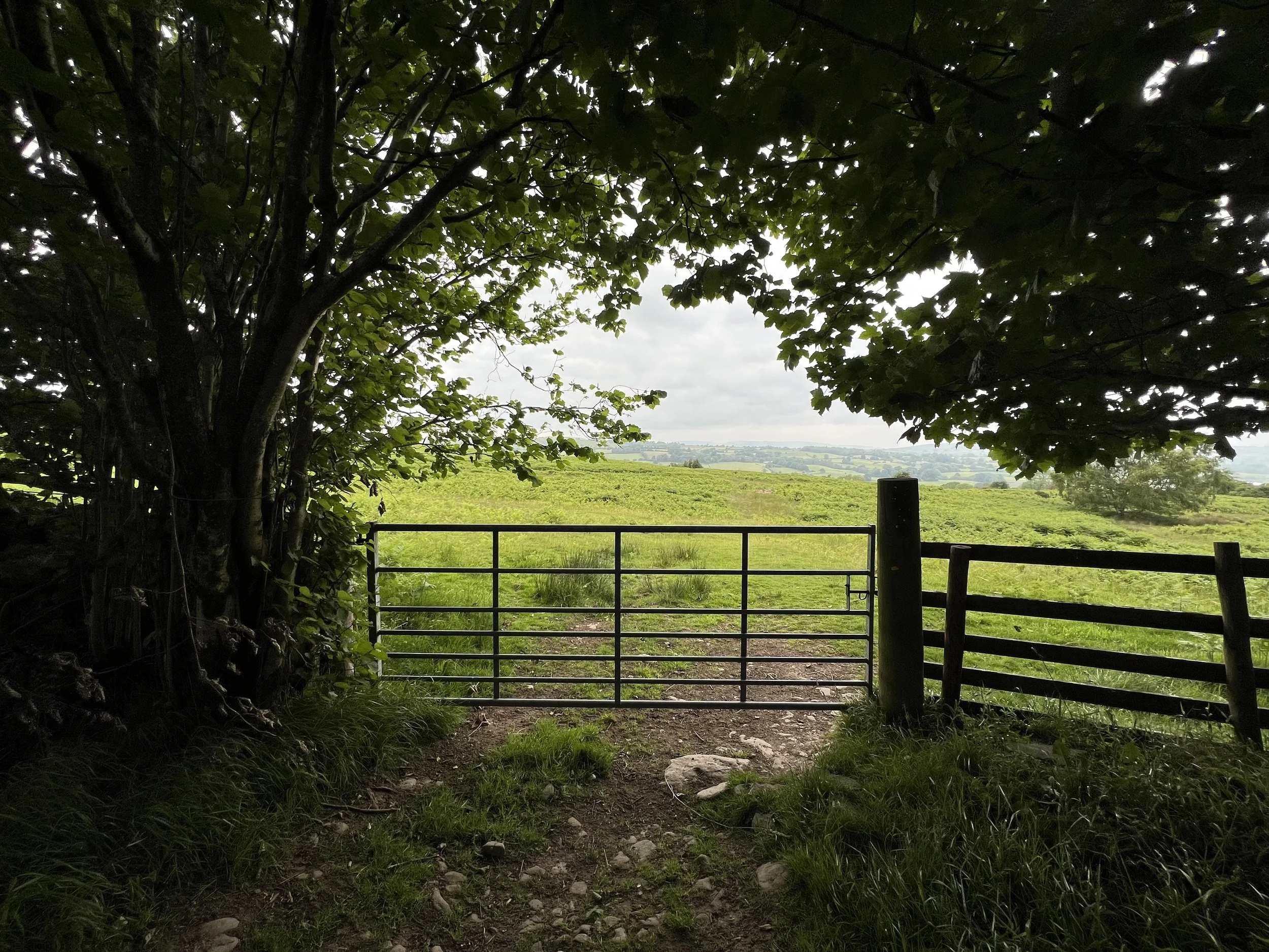 A metal gate at the edge of a field, framed by trees and foliage, with a view of rolling green hills in the distance under an overcast sky.