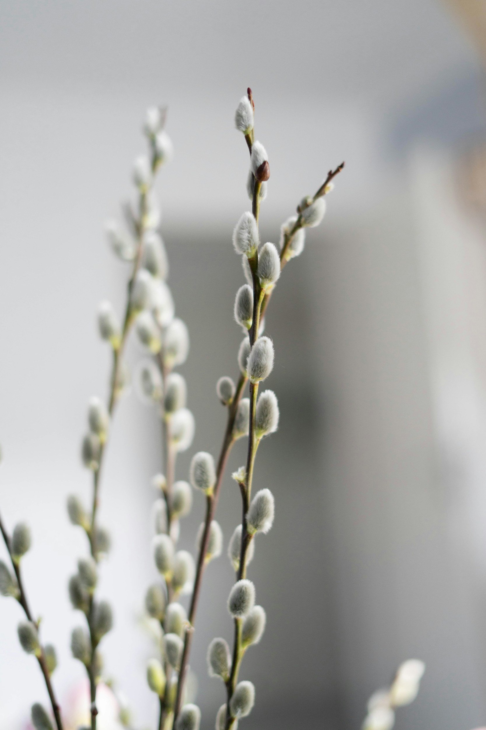 Close-up of pussy willow branches with soft, furry catkins.