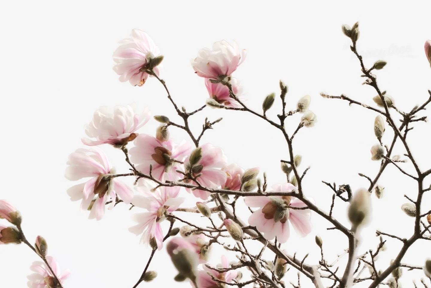 dropping prints soon 🌸