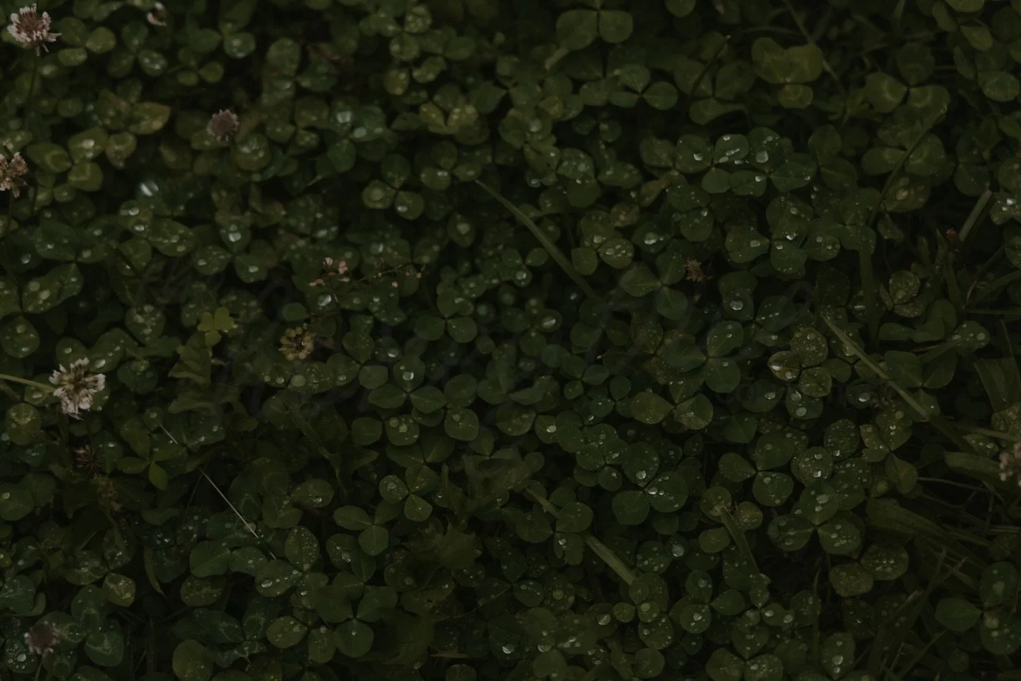 welcome home, spring