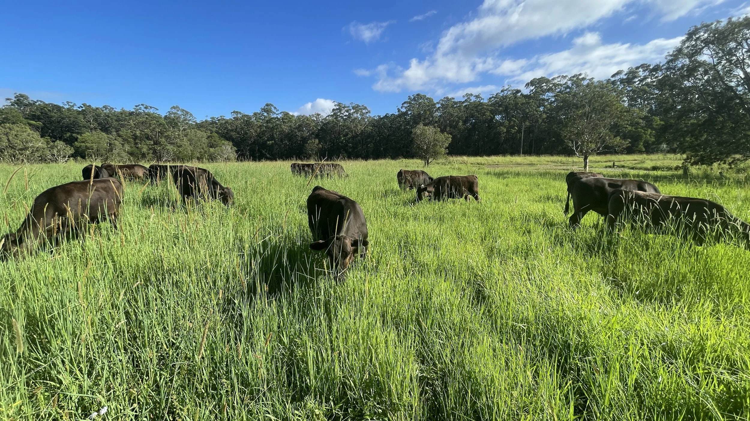 Cattle in Shadows grazing.jpg