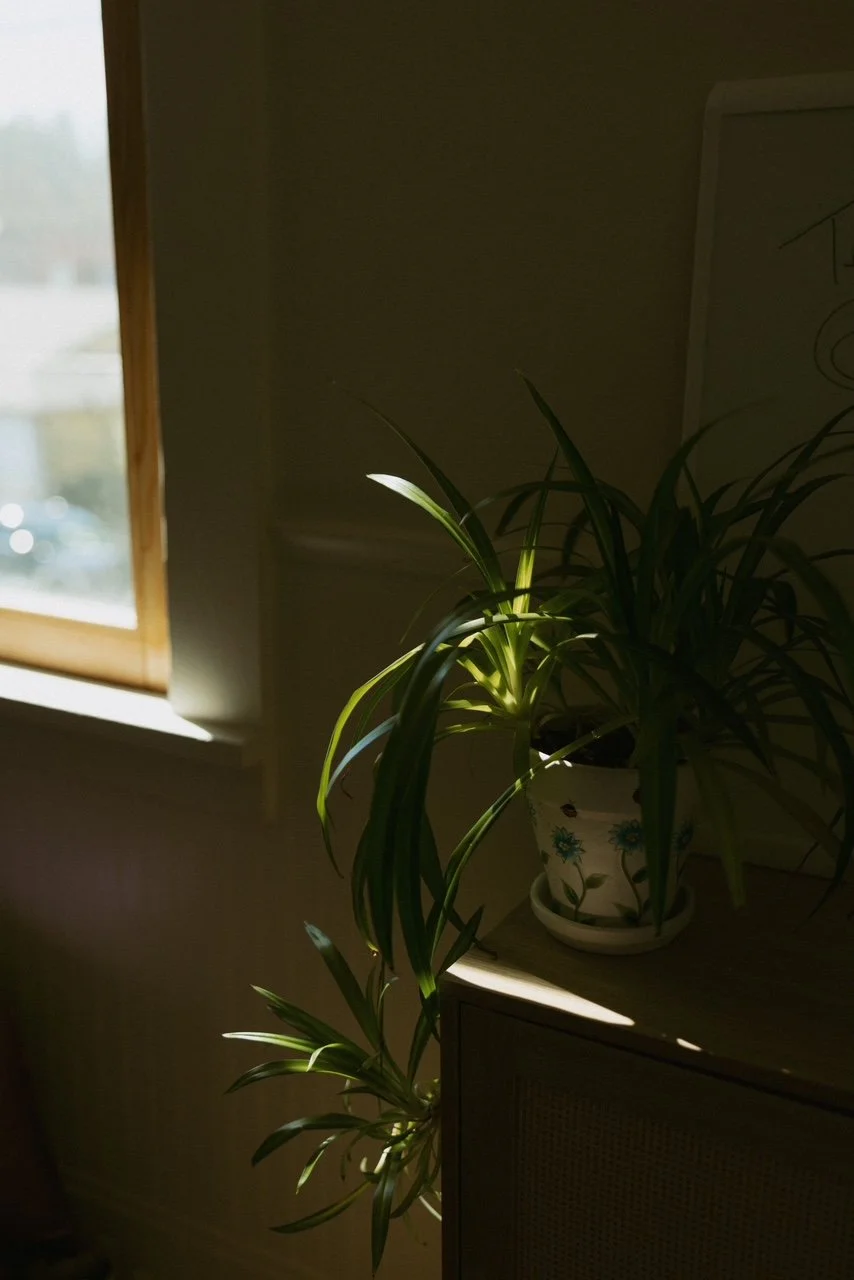 Sunlight illuminating a potted plant with long green leaves on a piece of furniture near a window.