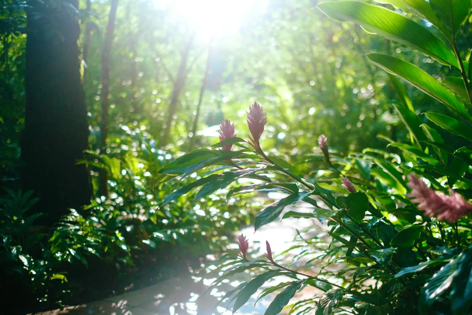 plant medicine.webp