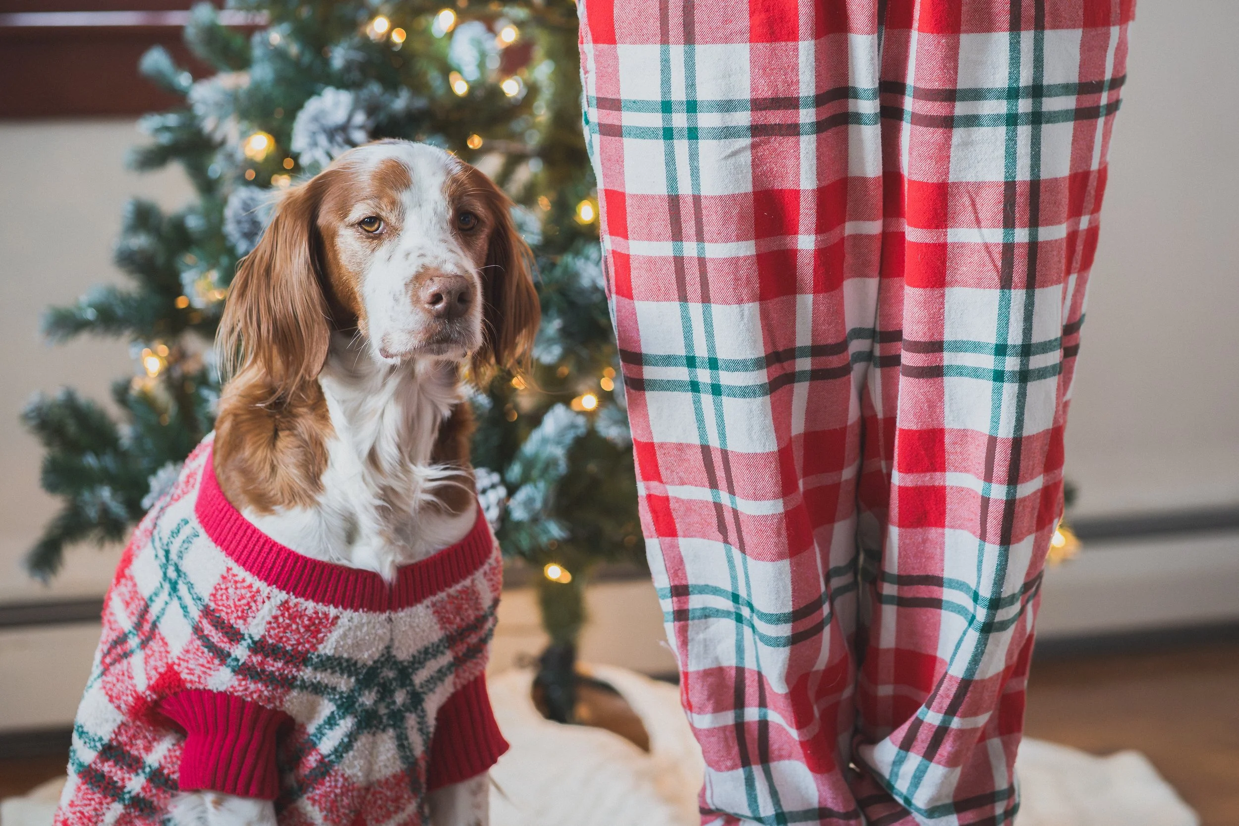 family-dog-holiday-pajamas-christmas-tree-lifestyle-session.jpg