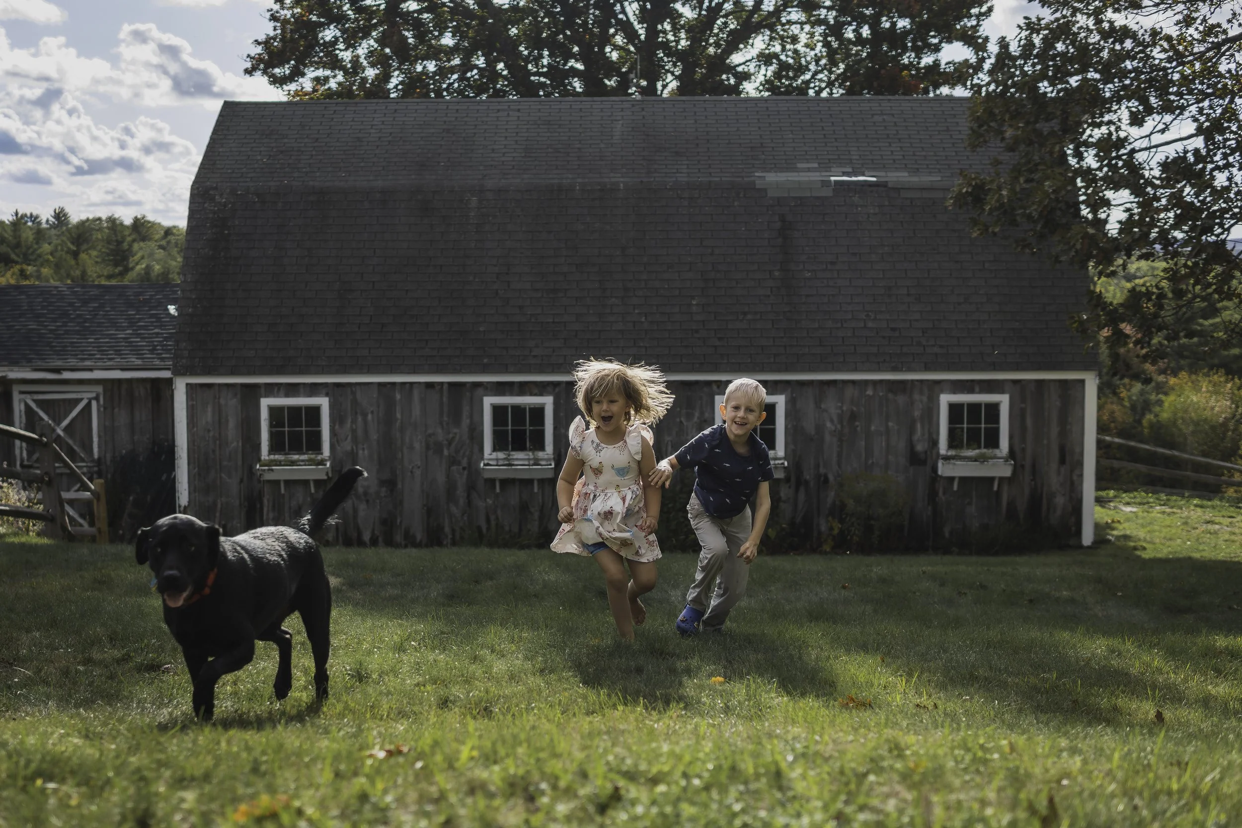 Children playing and running with their Labrador near a rustic barn with goats during a family lifestyle session in rural Massachusetts.