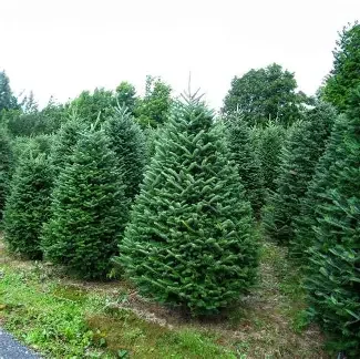 Fraser Fir 6-7 ft