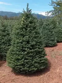 Nobel Fir 6-7ft
