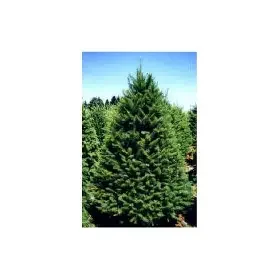 Doulas Fir 6-7 ft