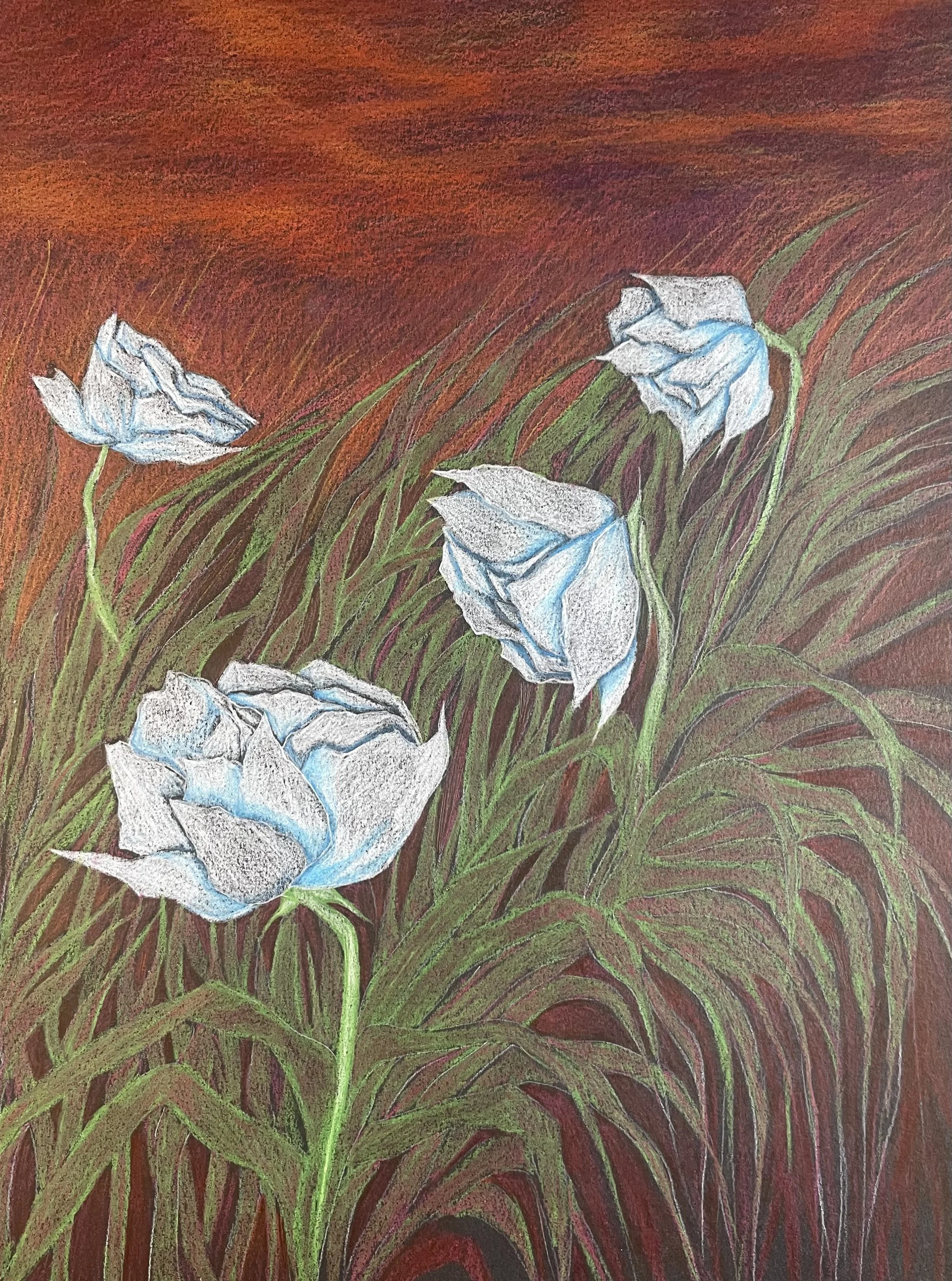 western rose, pencil on paper, 9 x 12"