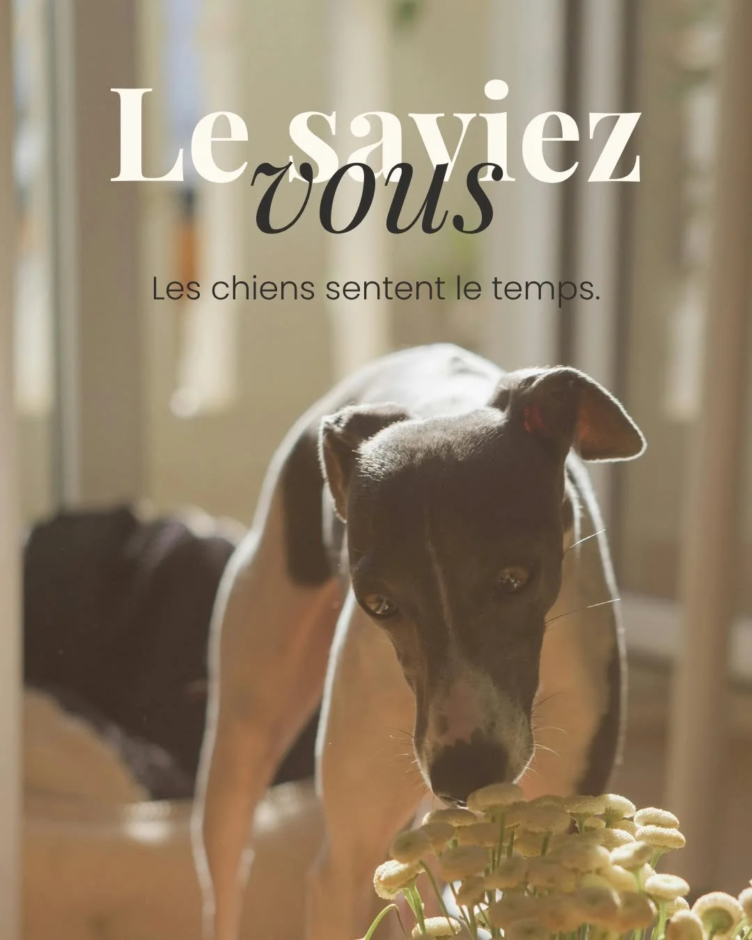 🐶 Les chiens vivent le temps diff&eacute;remment de nous.

Gr&acirc;ce &agrave; leur odorat extr&ecirc;mement d&eacute;velopp&eacute;, ils per&ccedil;oivent certains changements dans leur environnement&hellip; y compris l&rsquo;att&eacute;nuation pr