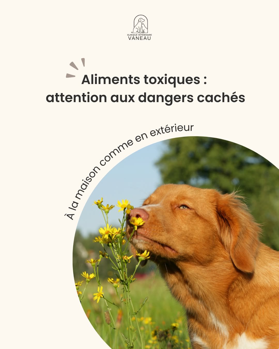Certains aliments que nous consommons au quotidien peuvent &ecirc;tre toxiques pour nos chiens et nos chats.

Chocolat, raisin, oignon, avocat, le xylitol un &eacute;dulcorant pr&eacute;sent dans de nombreux produits&hellip; mais aussi certaines plan