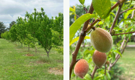 Orchard Tour