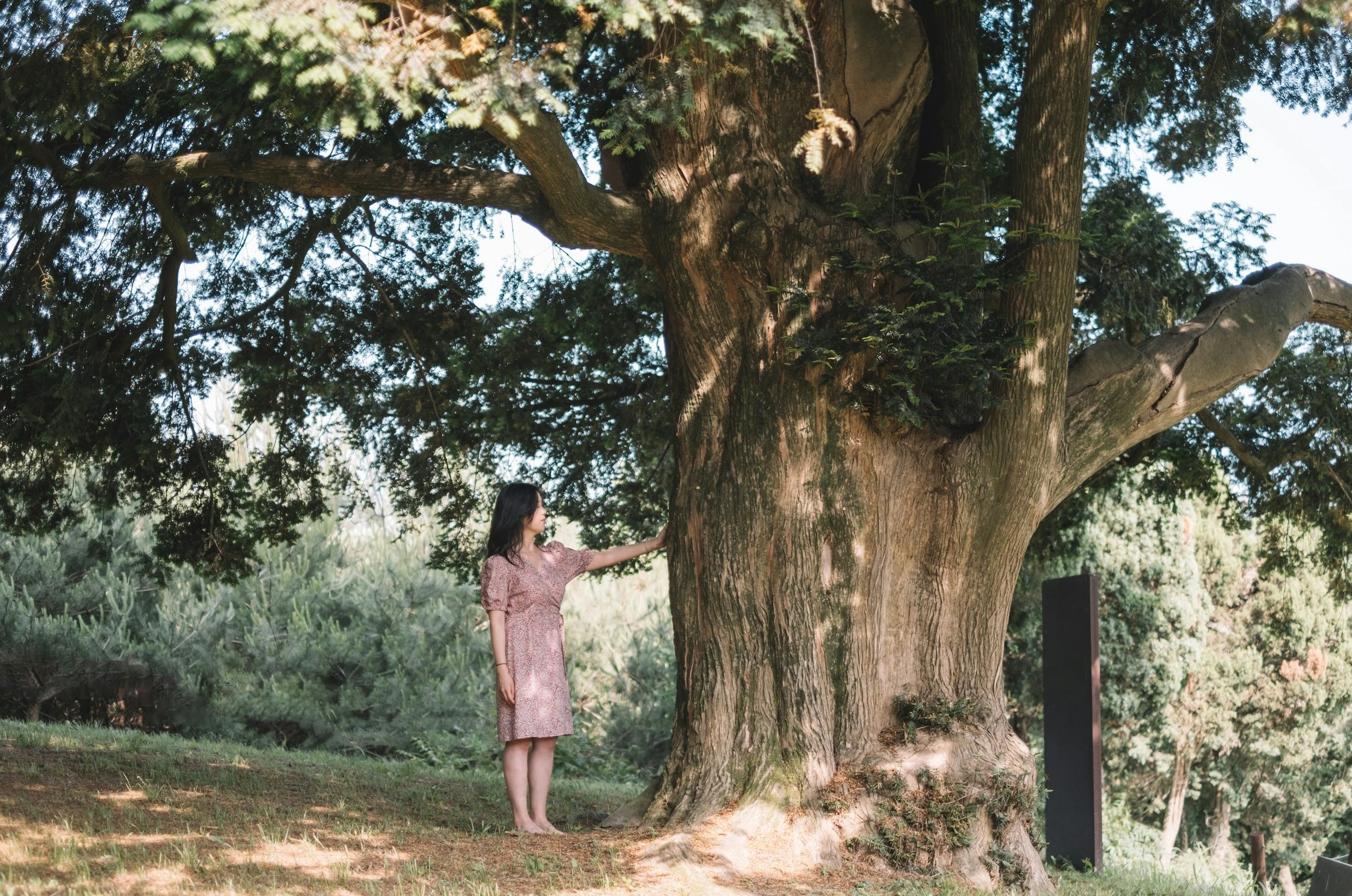 A woman touches the bark of a large oak tree.