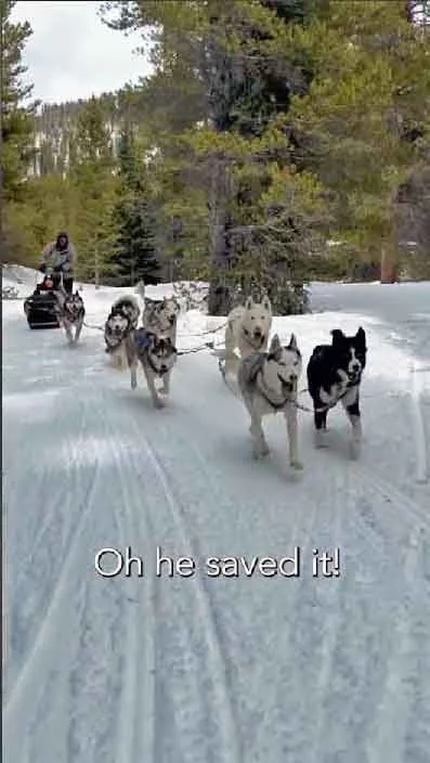 Dog Sled Ride in Colorado