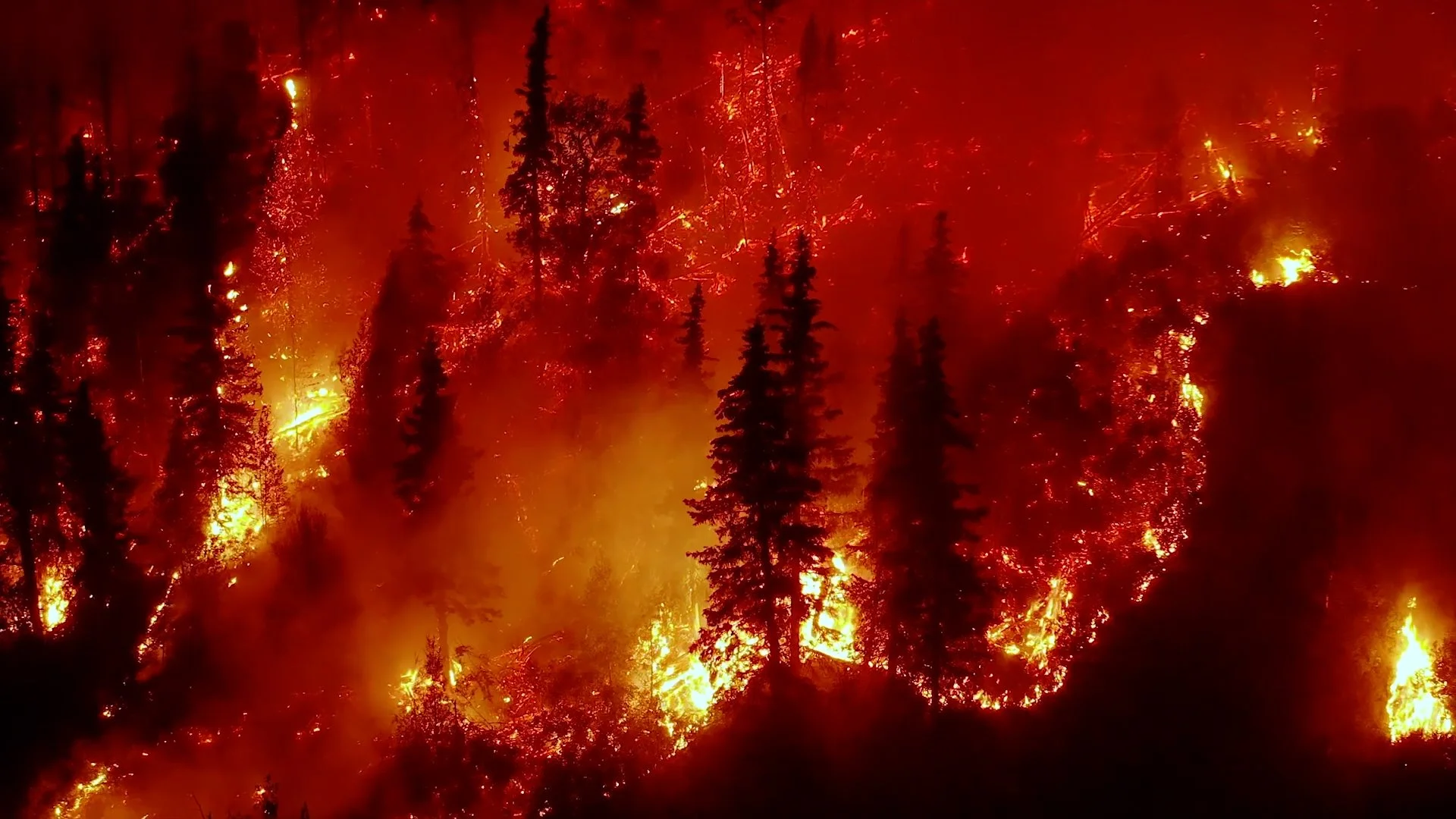 Forest fire burning through trees at night, with flames and smoke visible.