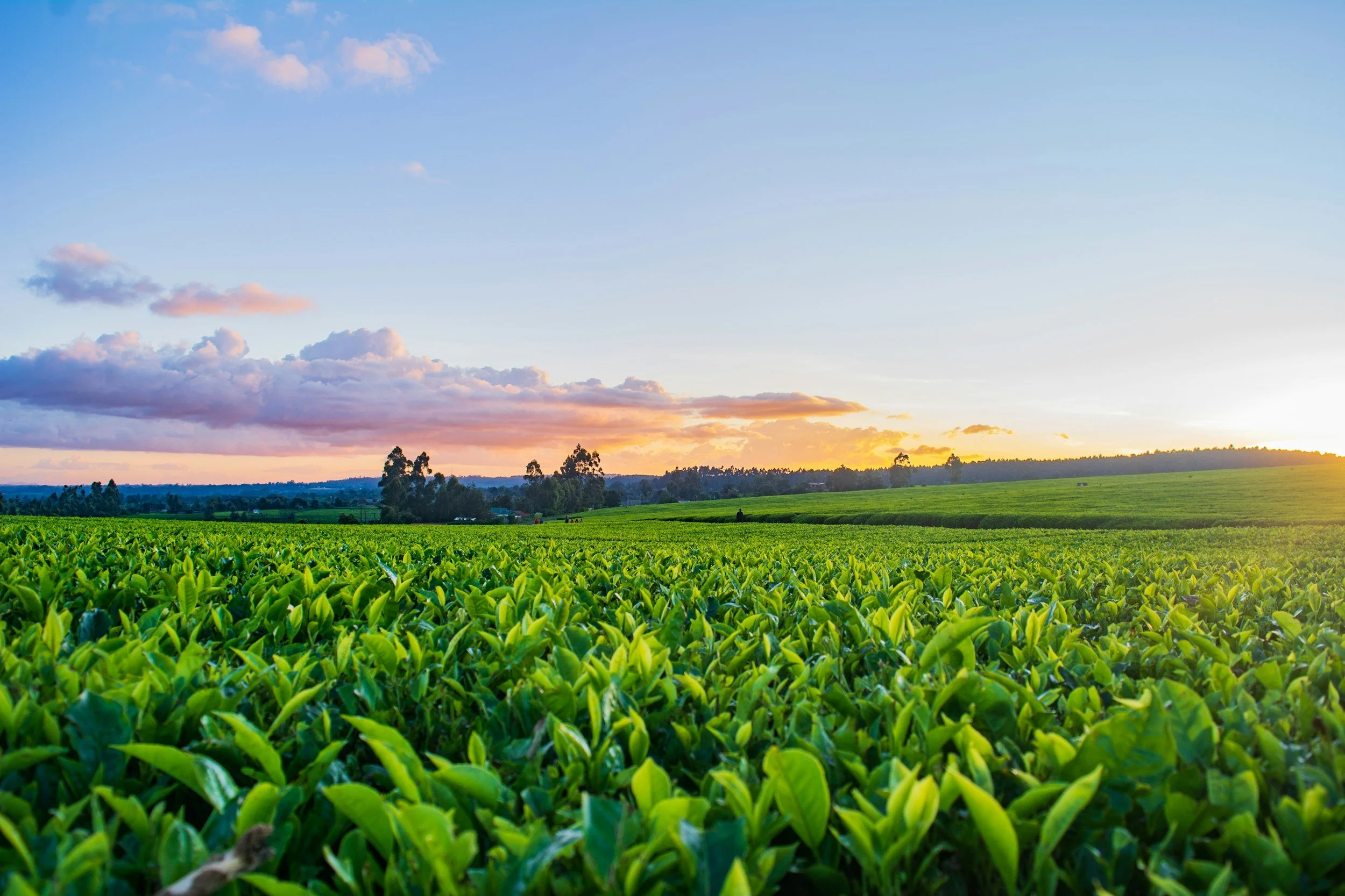 Green tea plantation at sunset with blue sky and orange clouds.