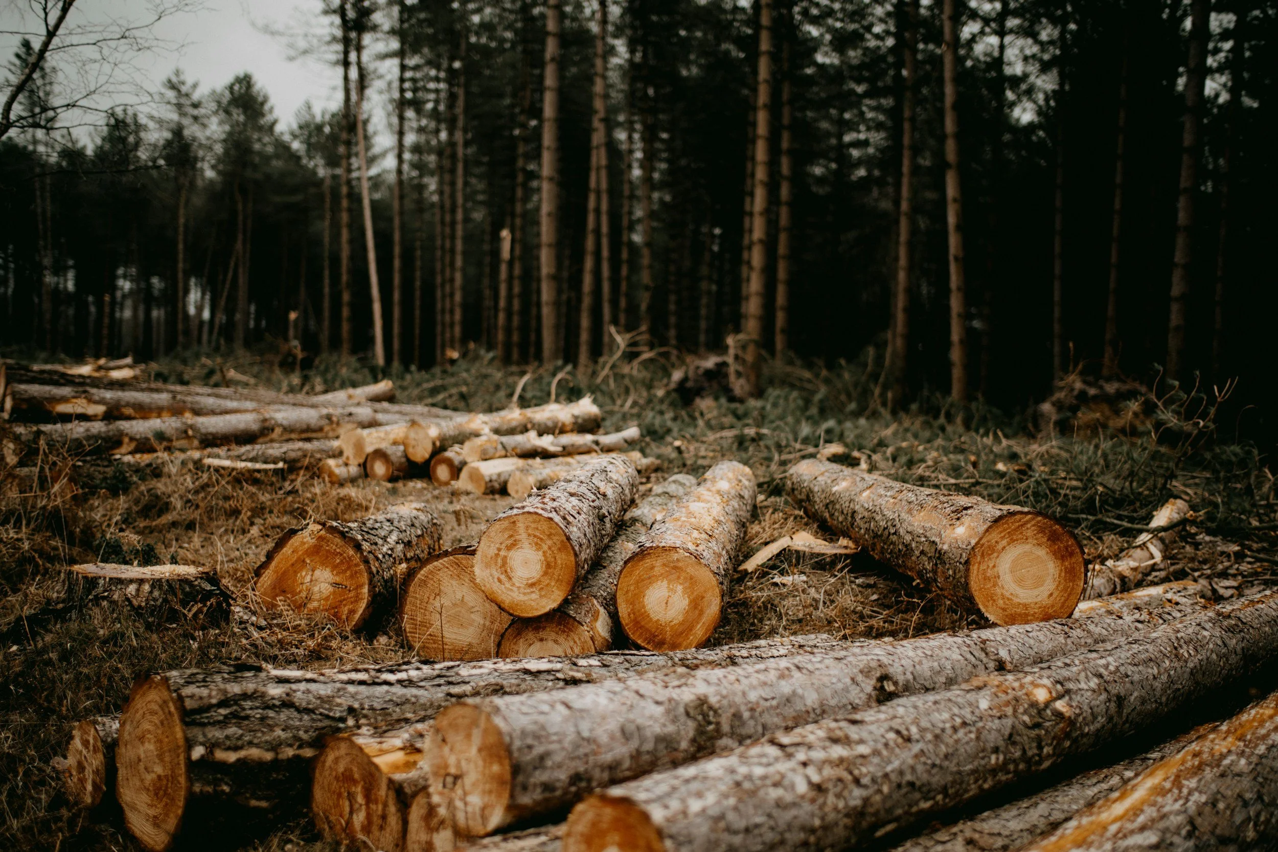 Logs of cut wood stacked on the ground in a forest, with trees in the background.