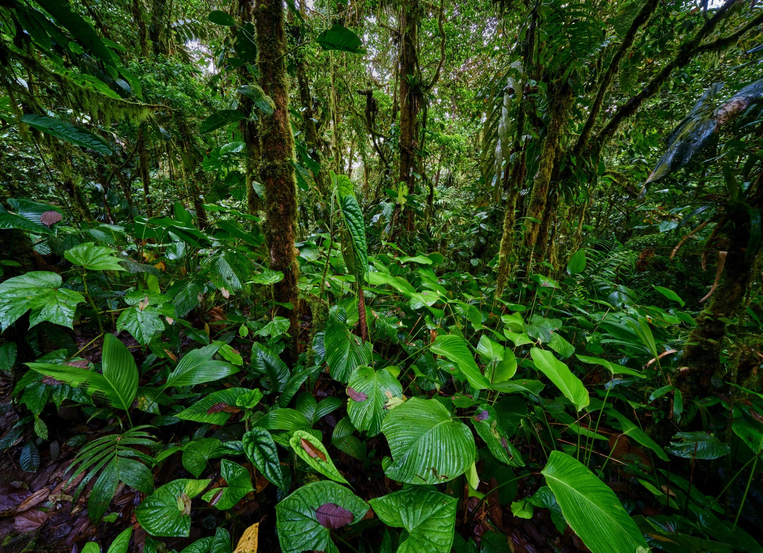 Dense green tropical rainforest with lush foliage and tall trees.