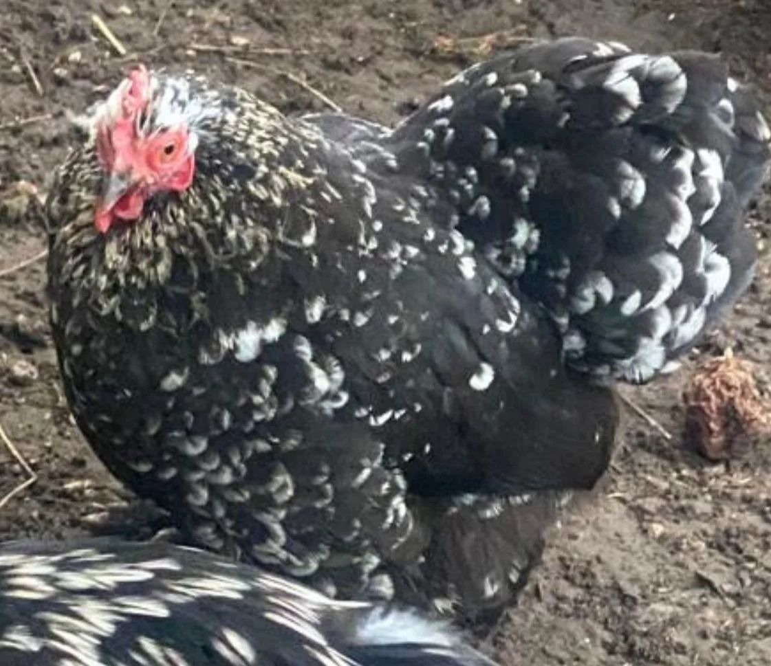 pekin bantam chick.jpeg