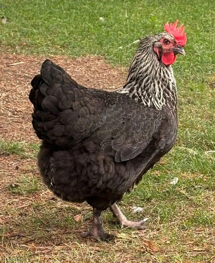 silver black maran hen.jpeg