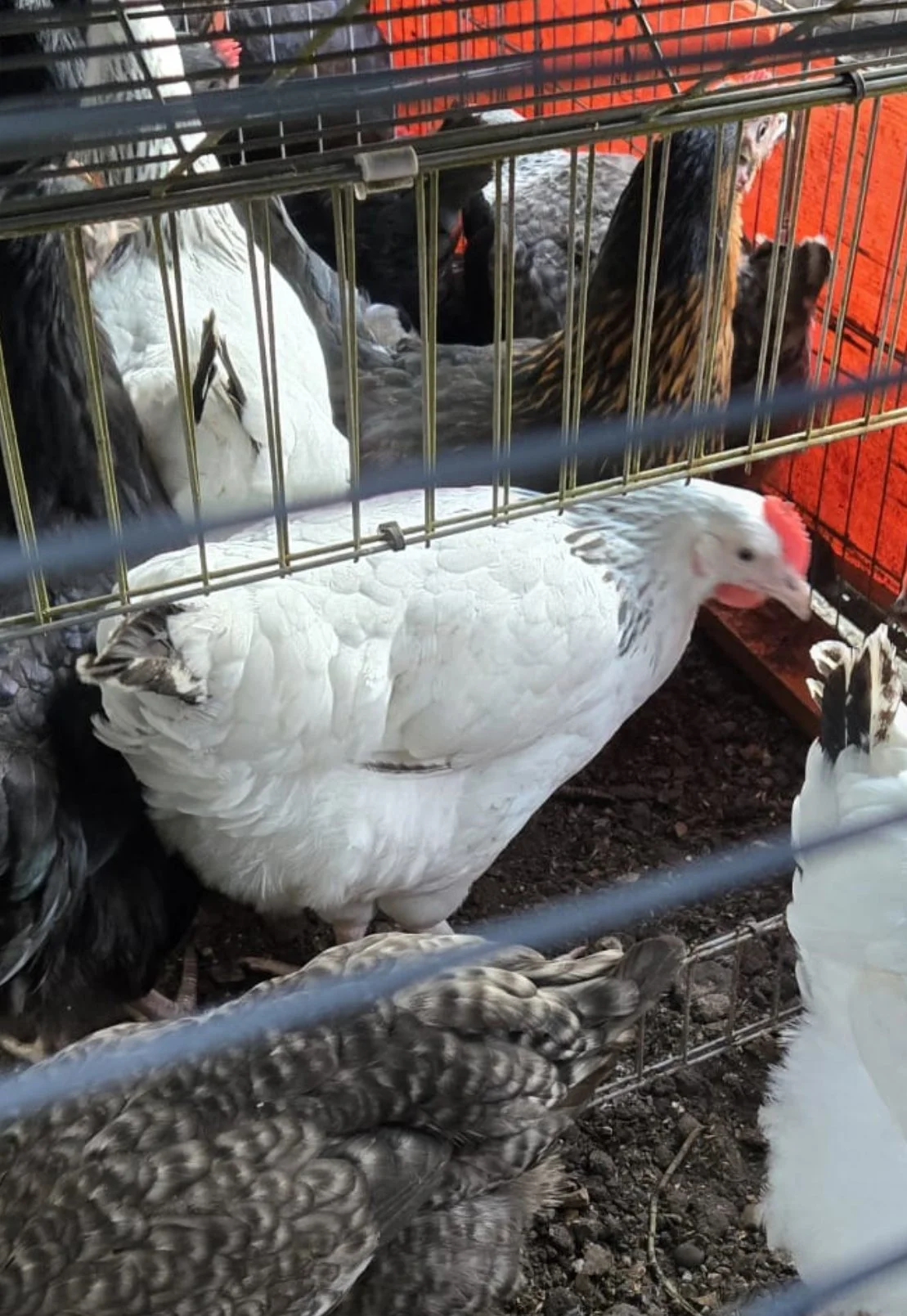 light sussex hen.JPG