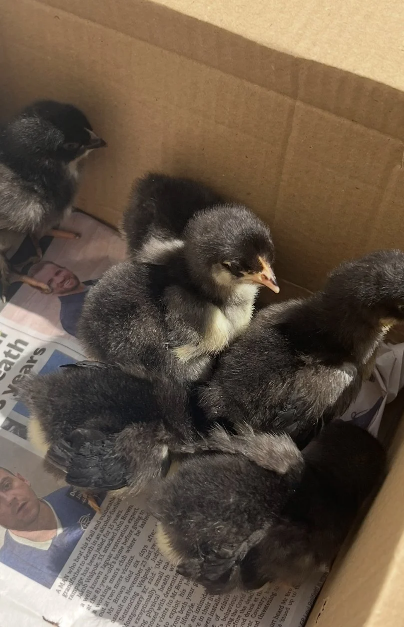black silver maran chick.JPG